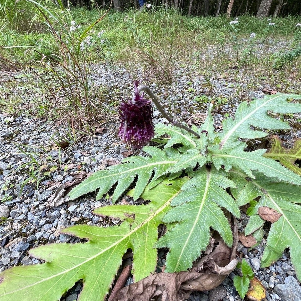 敷地内の高原植物フジアザミ