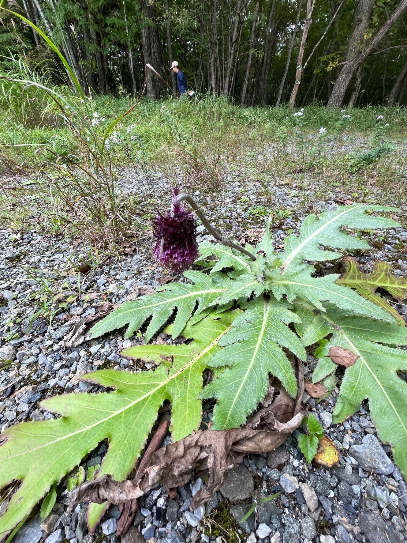 敷地内の高原植物フジアザミ