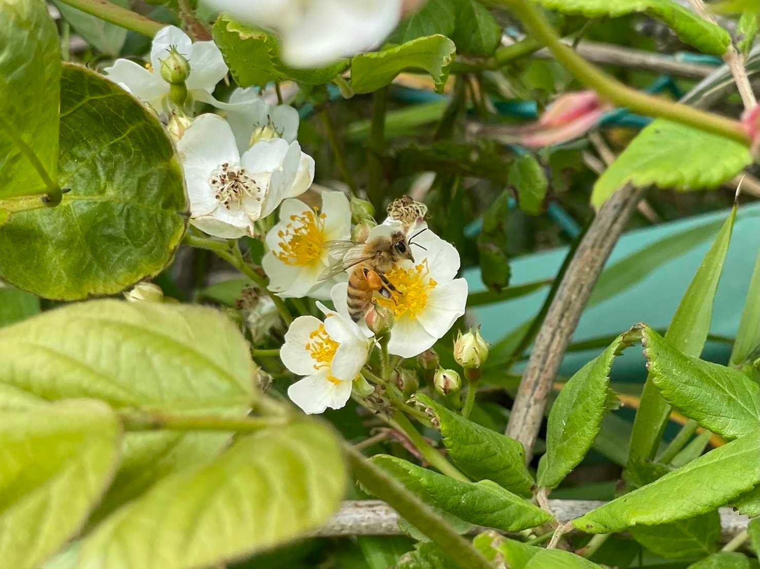 養蜂体験開始 地域のために24時間働く新入社員が入社しました 株式会社bubのプレスリリース 養蜂体験開始 地域のために24時間働く新入社員が入社しました 株式会社bubのプレスリリース