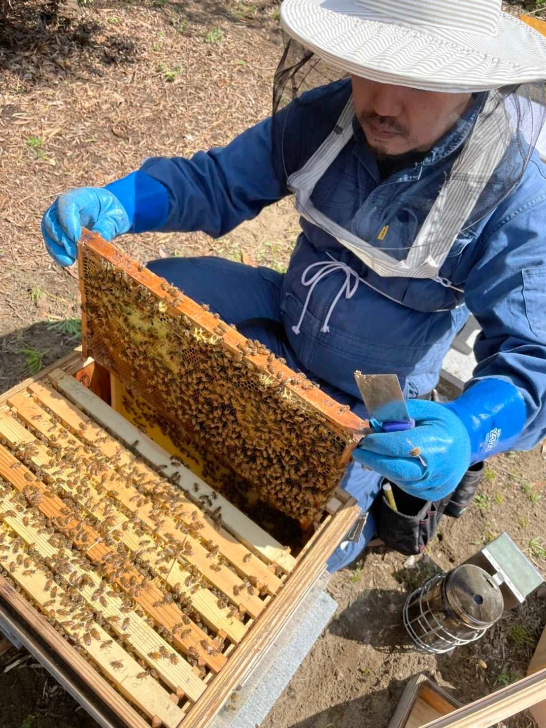 期間限定お試し価格 ミツバチ様でした Www Anavara Com