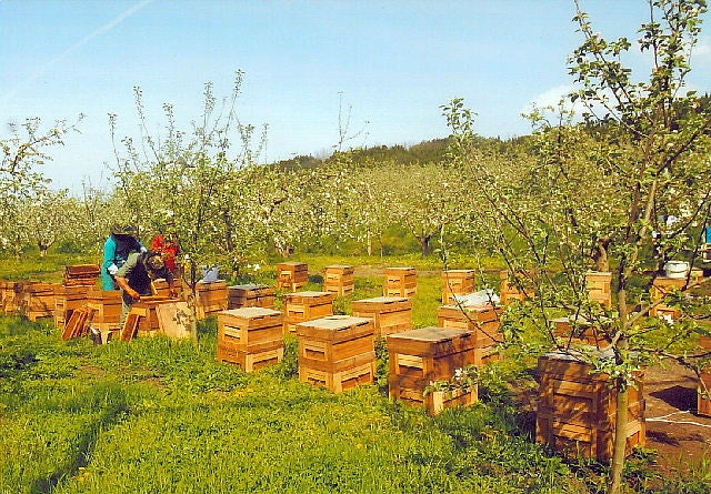 「働いているのは人間ではなく蜂たちですから」とご提供いただいた写真