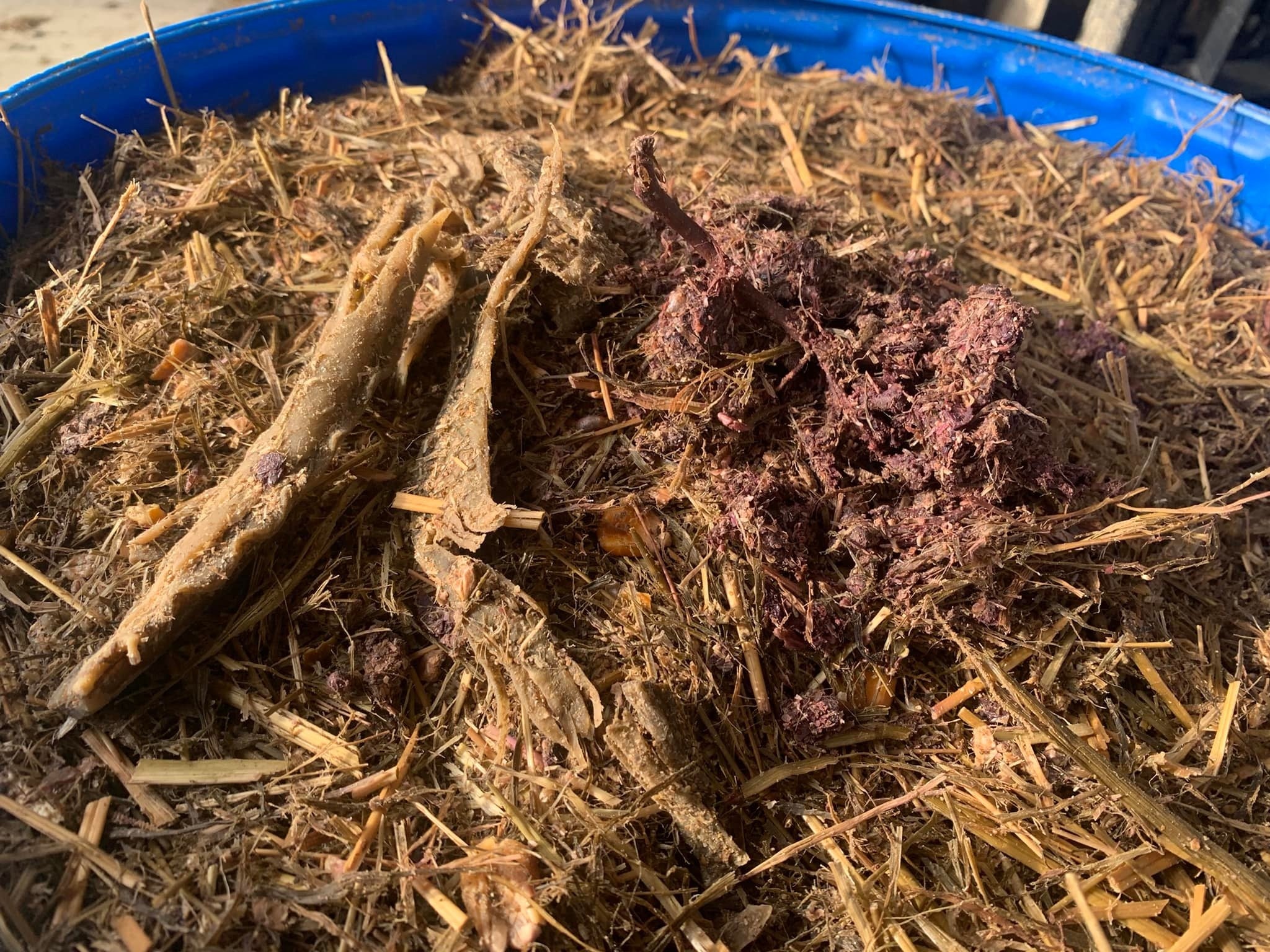 わかめ発酵飼料と混合しさらに発酵