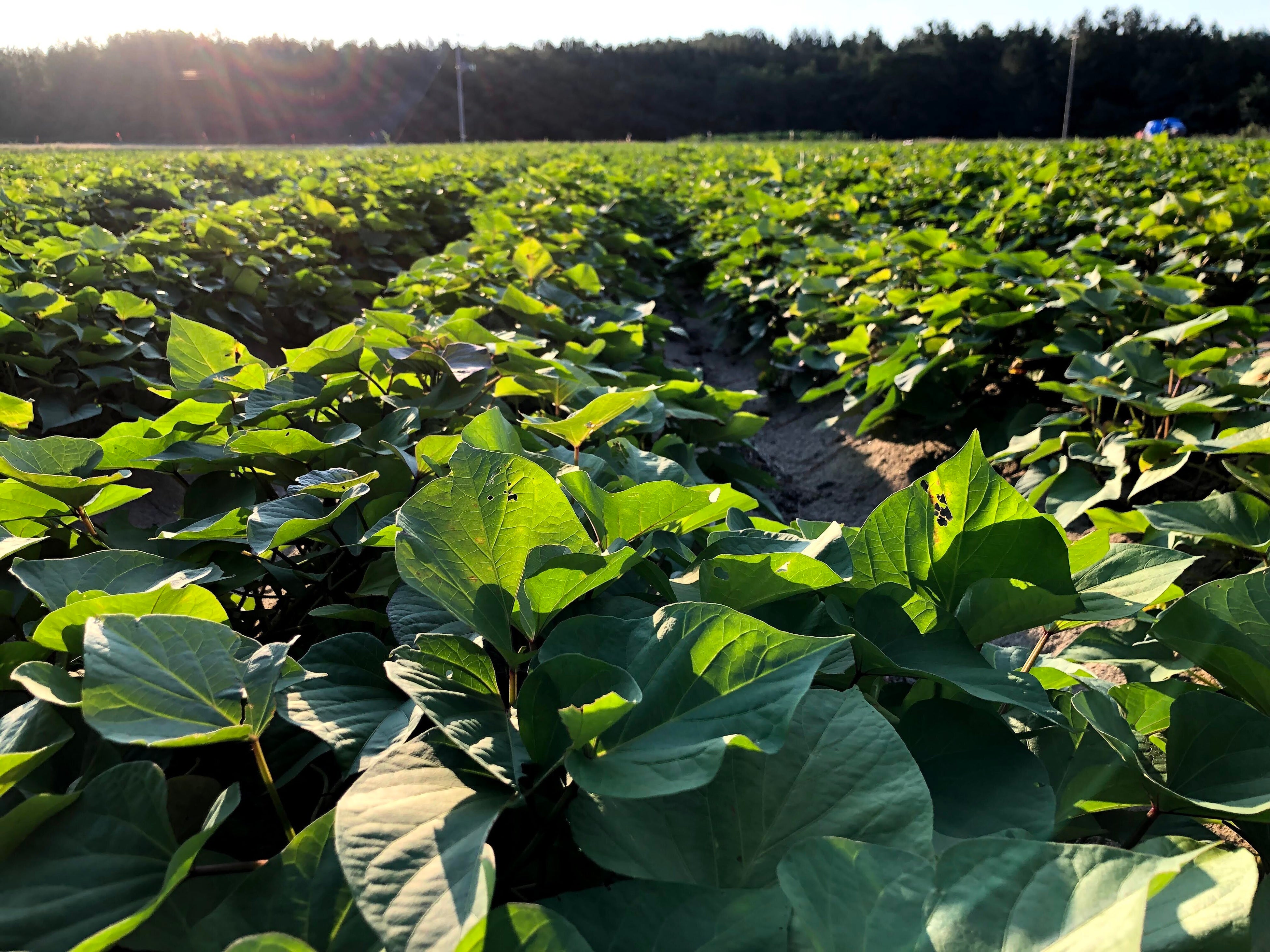 酒田市のさつまいも畑