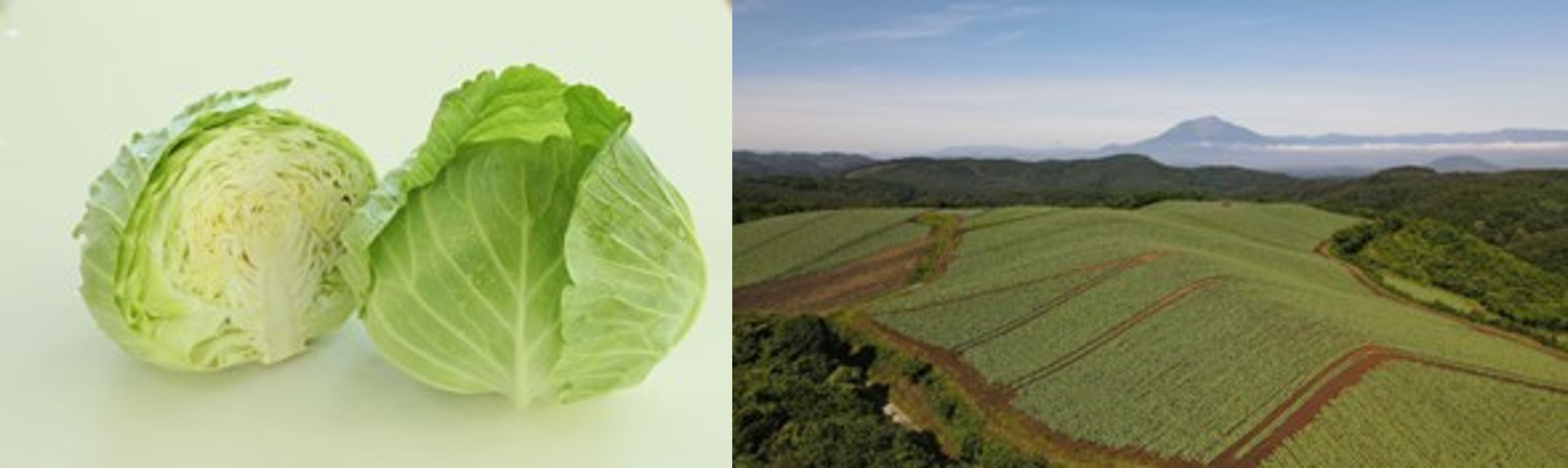 ＜いわて春みどりと岩手町のキャベツ畑＞