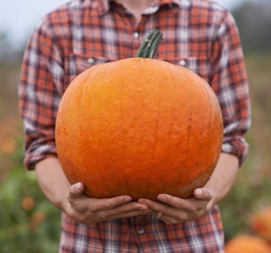 ※写真はイメージです