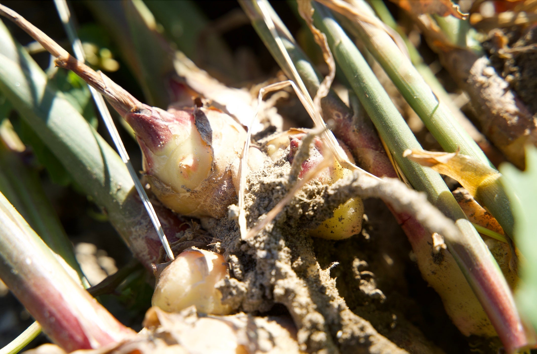 収穫したばかりのしょうが