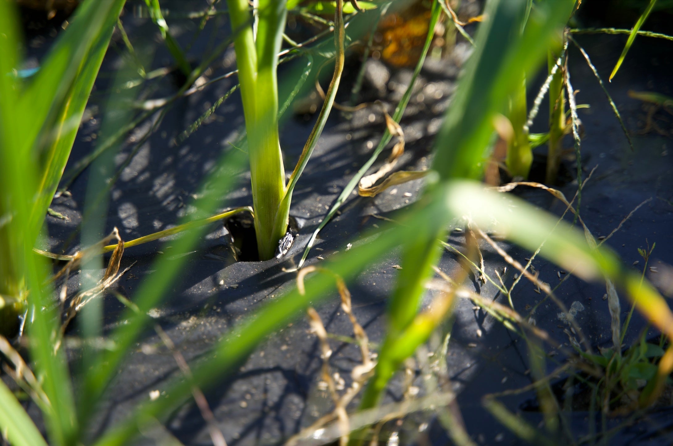 少しずつ成長していくにんにく