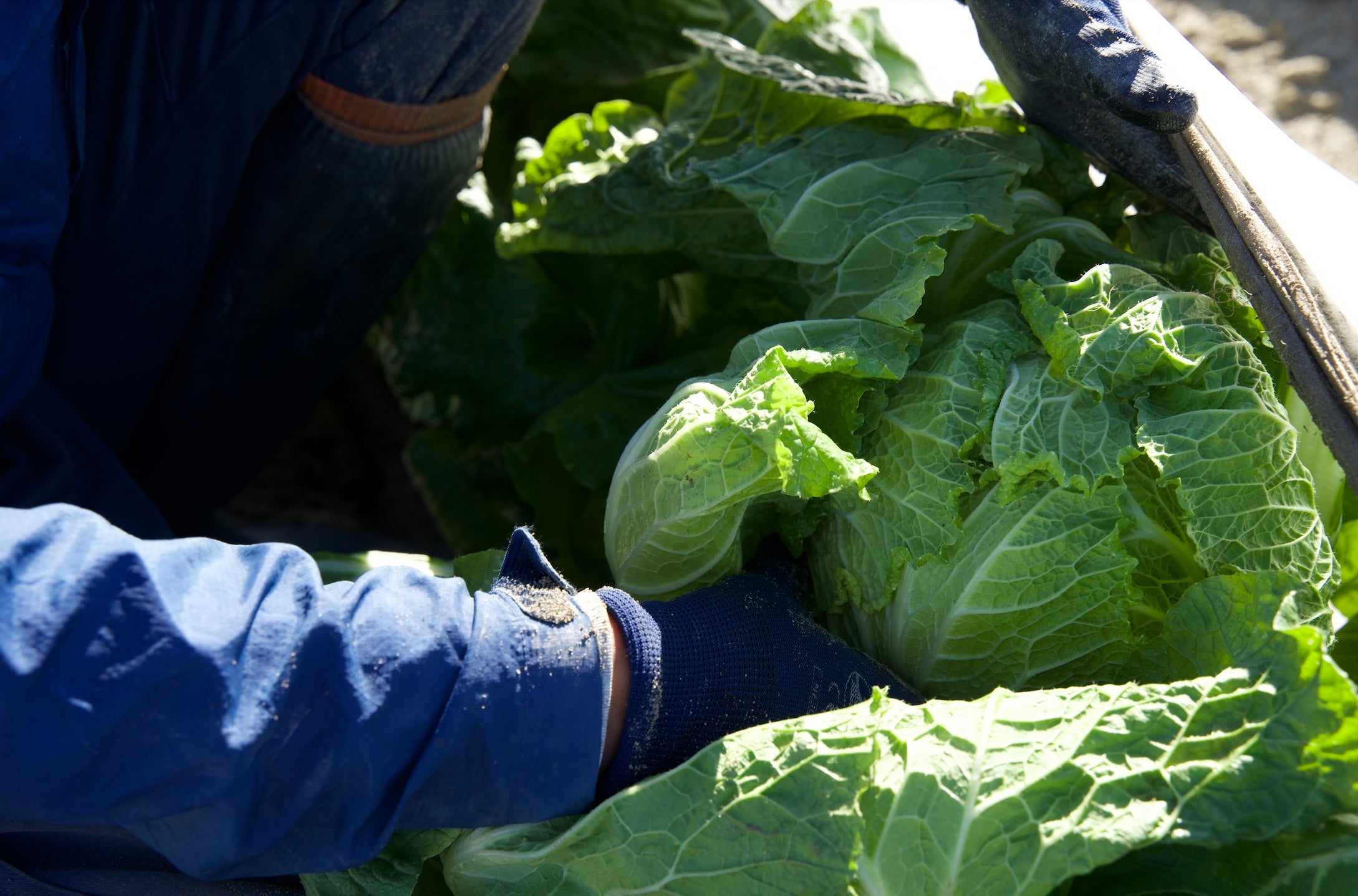 青々と育つ白菜