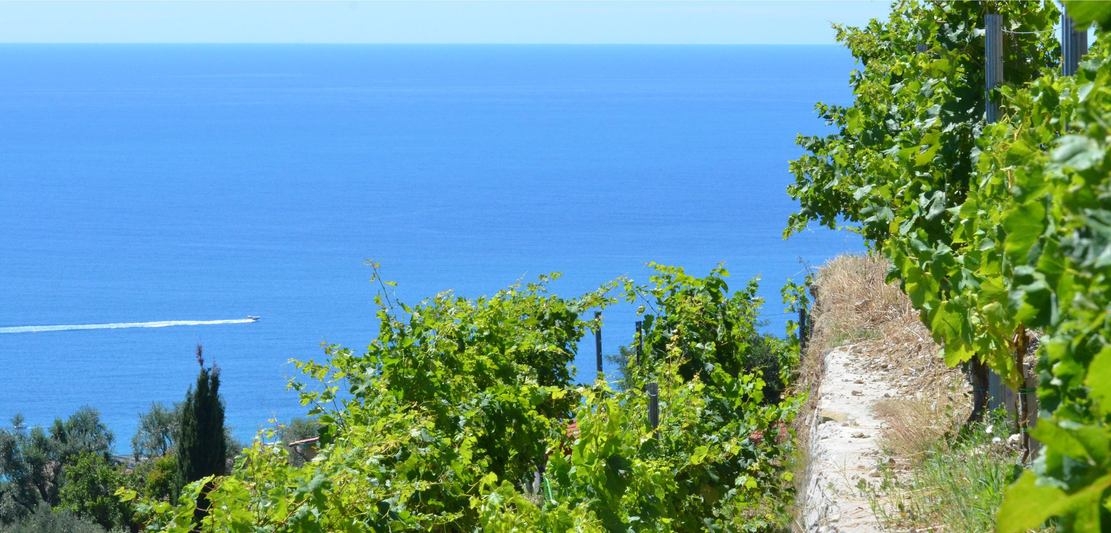 © francoismillo.com-CIVP