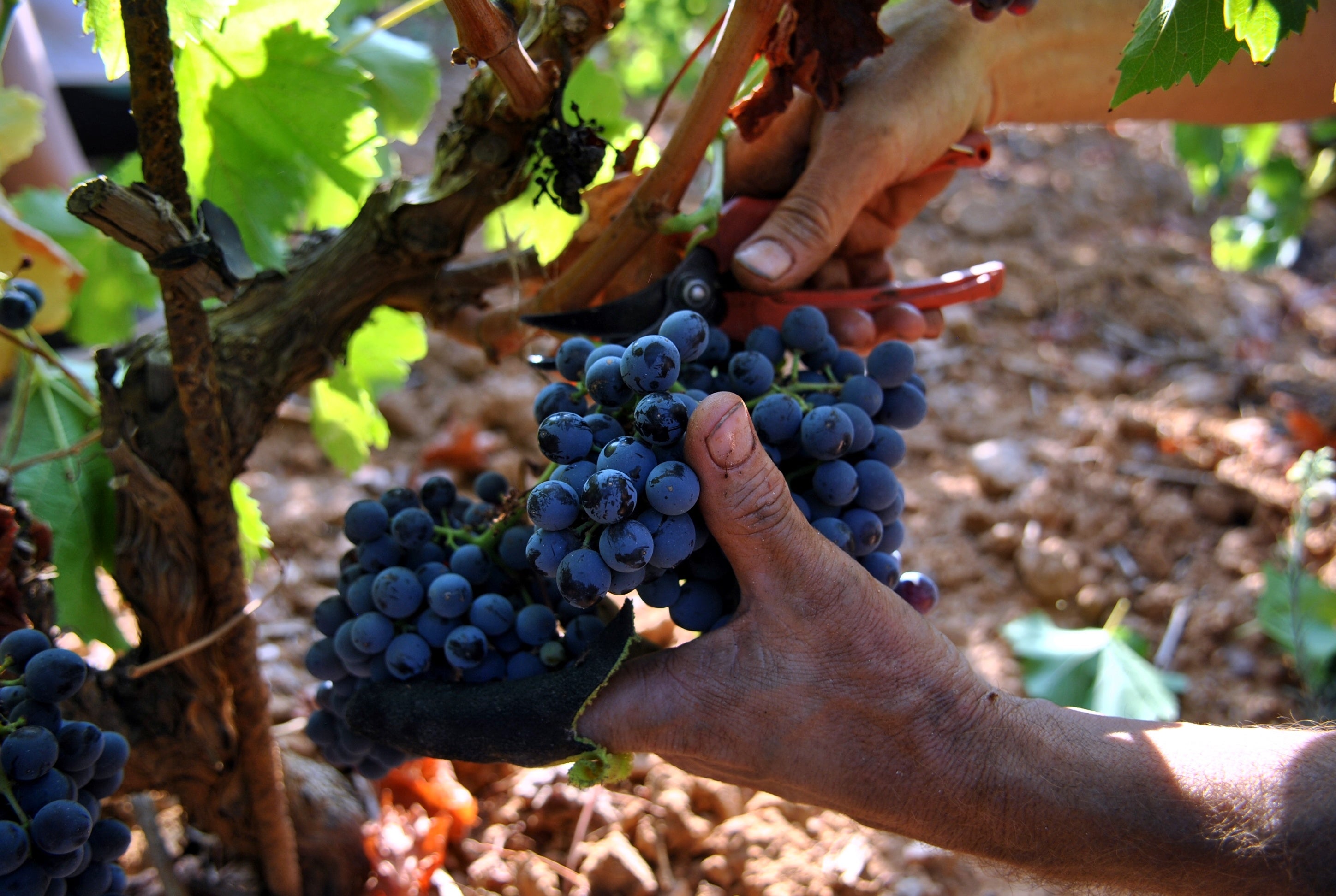 ©Cédric SKRZYPCZAK-CIVP