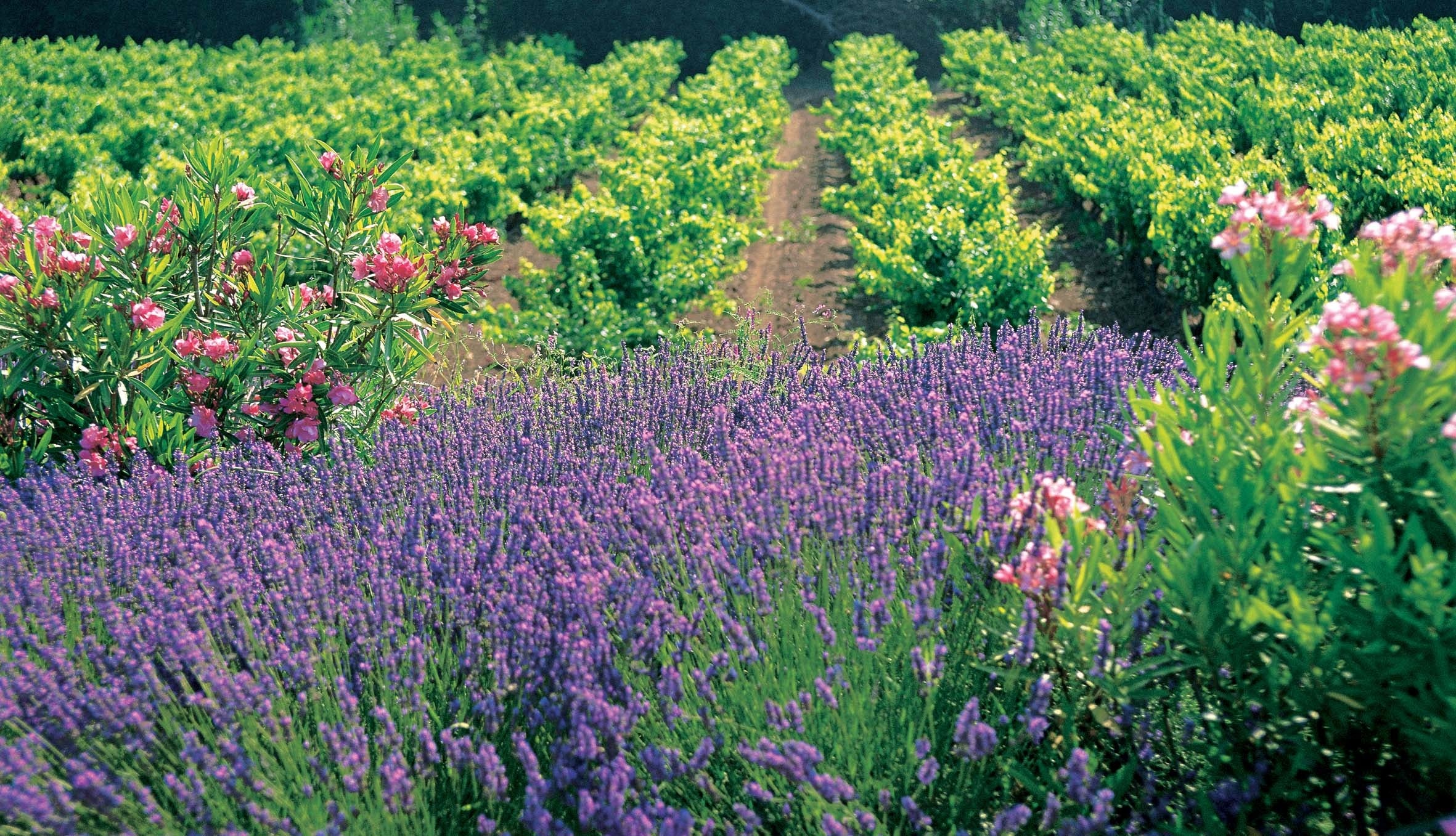 ©francoismillo.com-CIVP