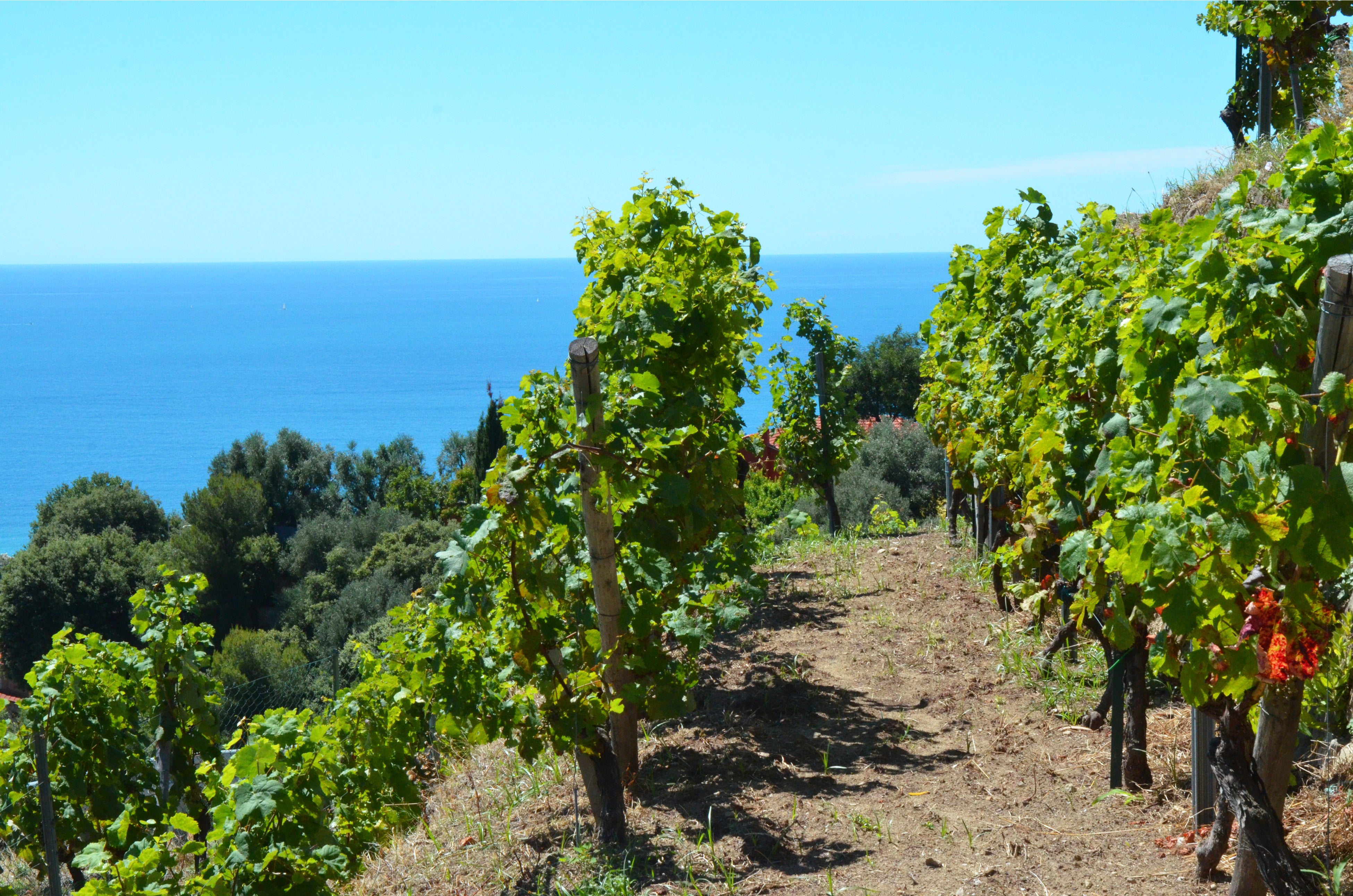 ©francoismillo.com-CIVP