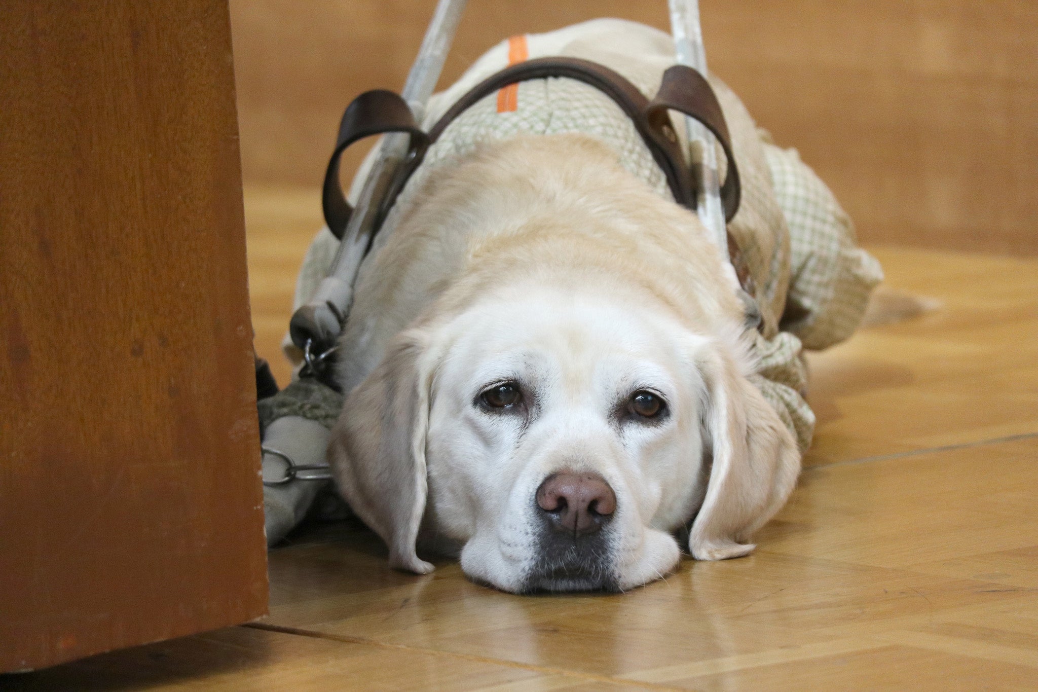 使用者の足元で静かに伏せているアイメイト