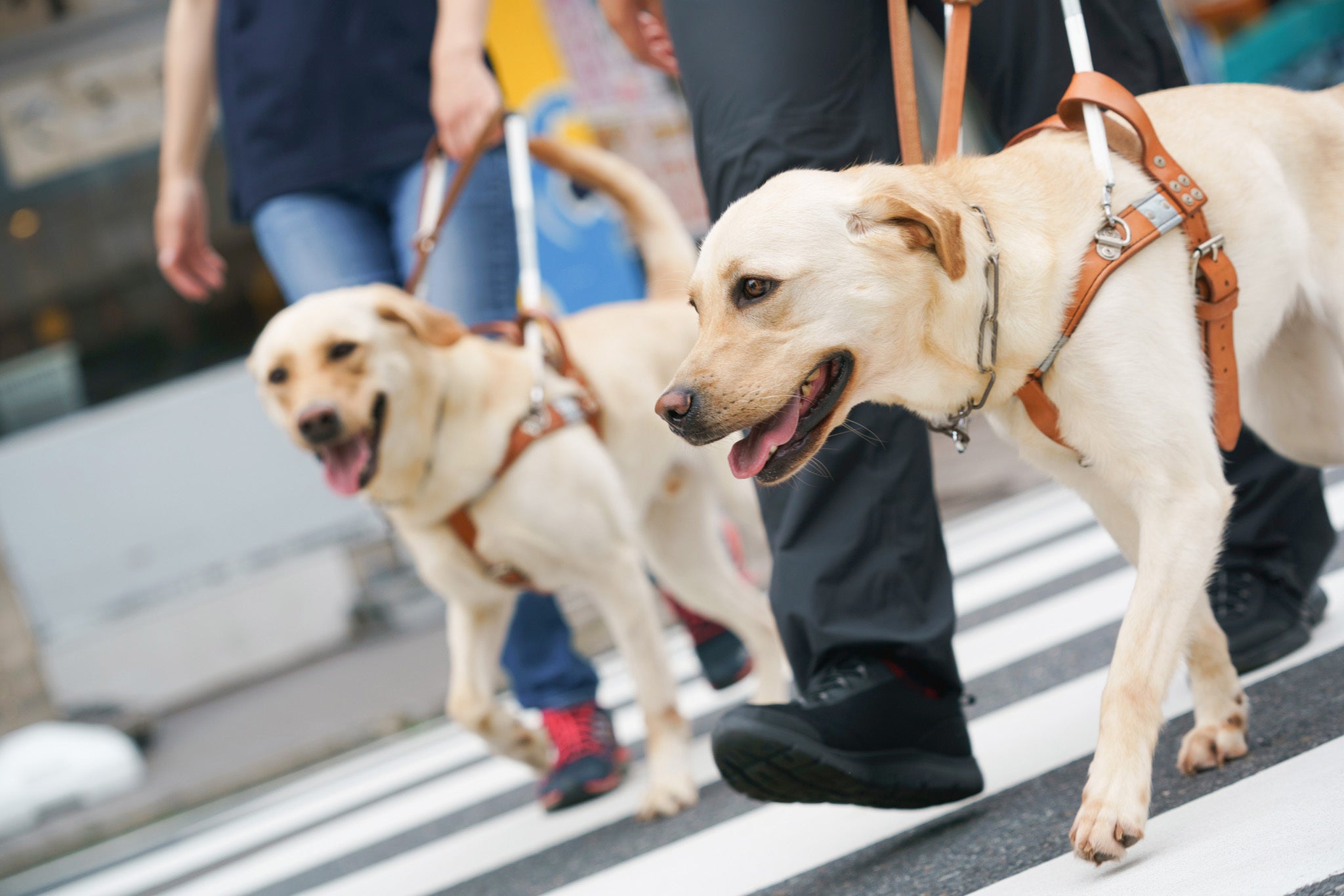 アイメイトと協同で安全な移動を実現