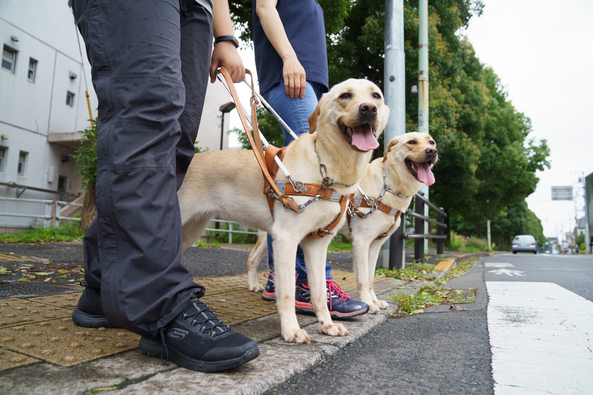 アイメイトは段差で止まって使用者に知らせる