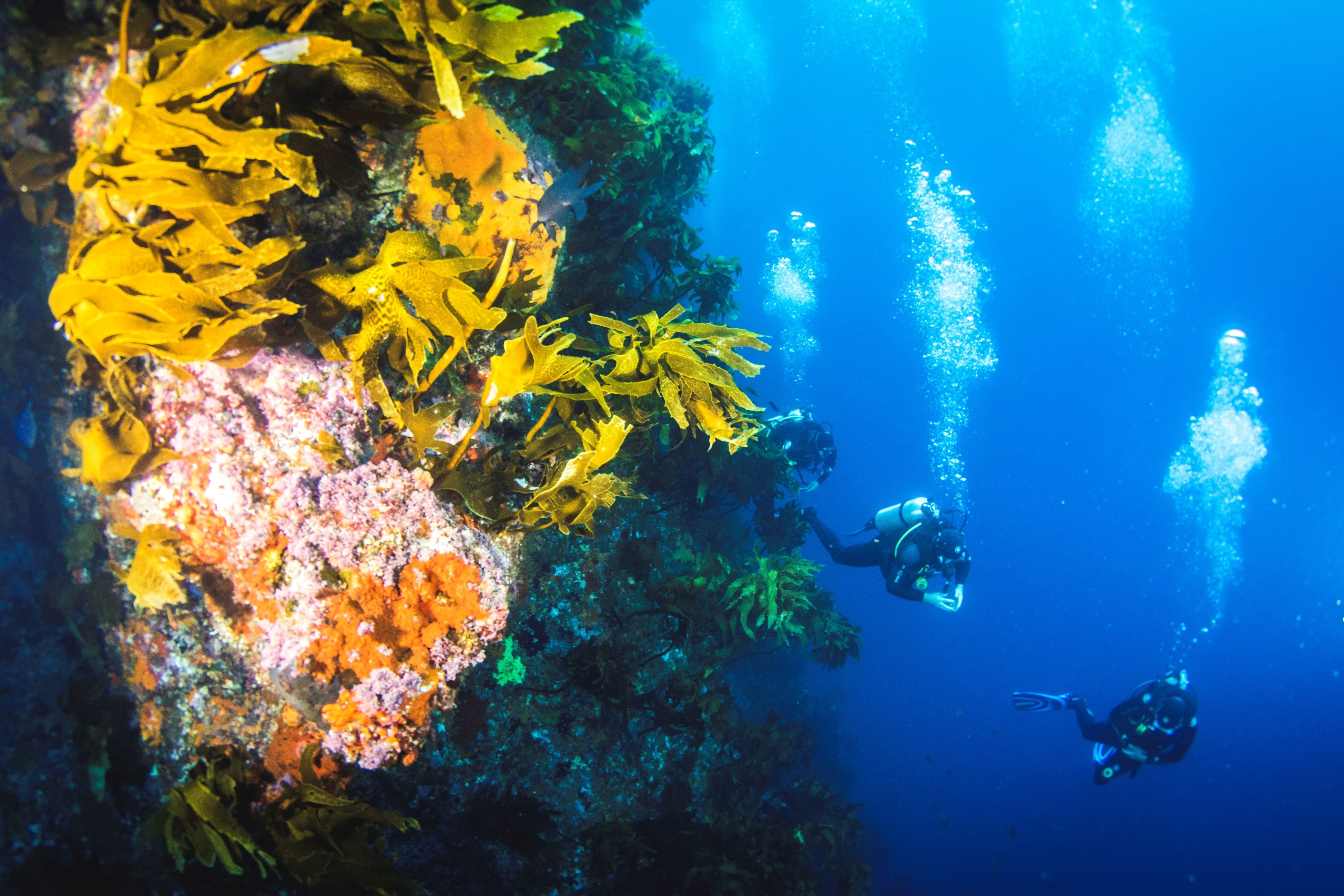 プア―・ナイツ諸島海洋保護区　©Dive Tutukaka