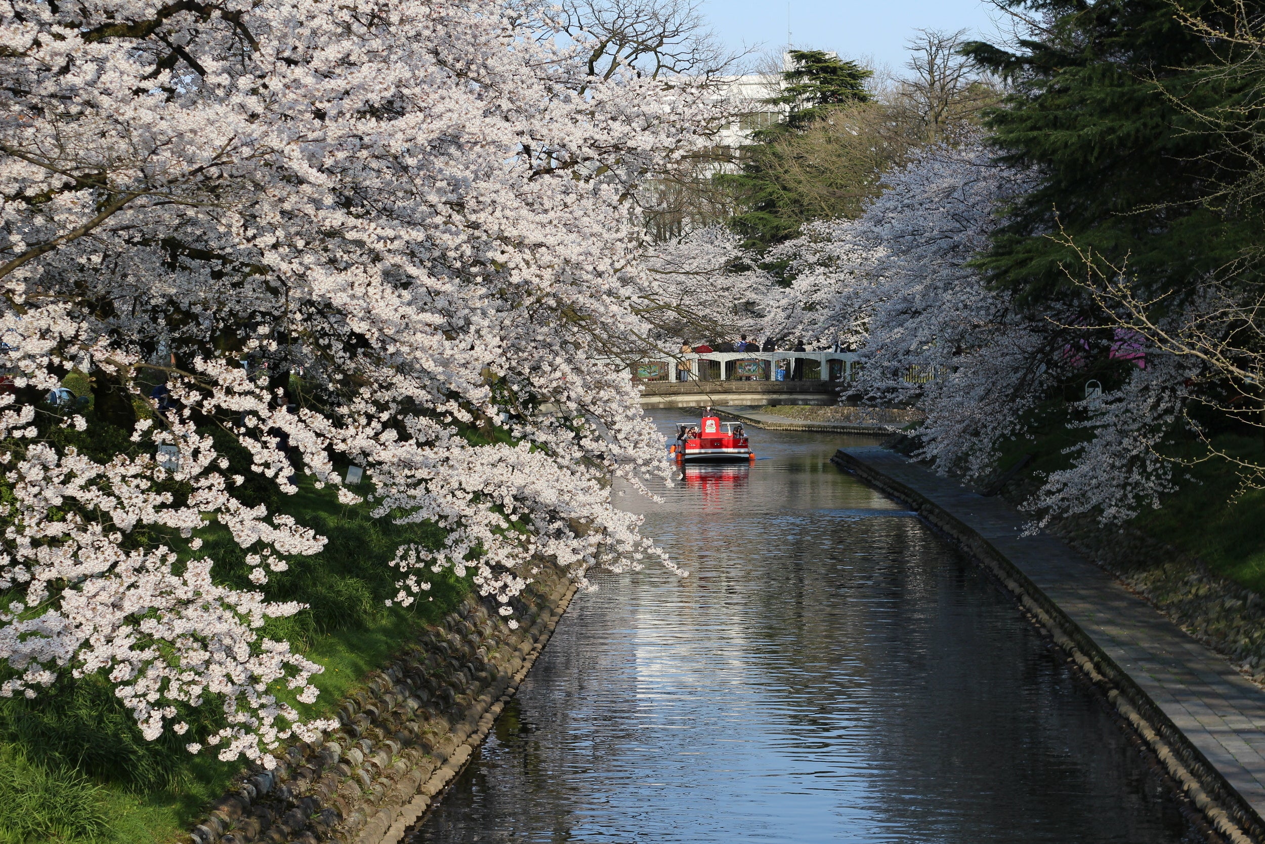 松川べり　満開の桜と遊覧船
