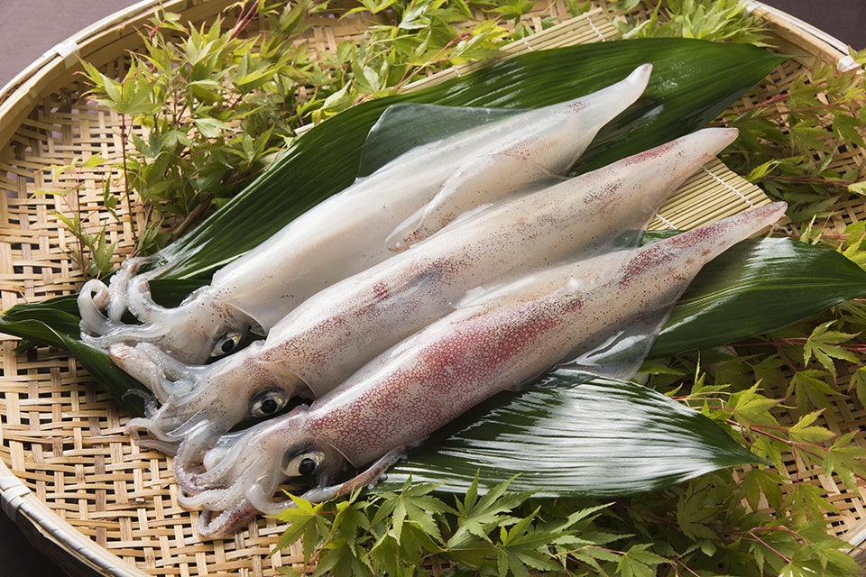 ヤリイカ（一本槍）　提供：福岡県