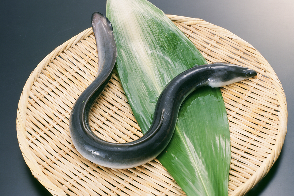 養殖うなぎ