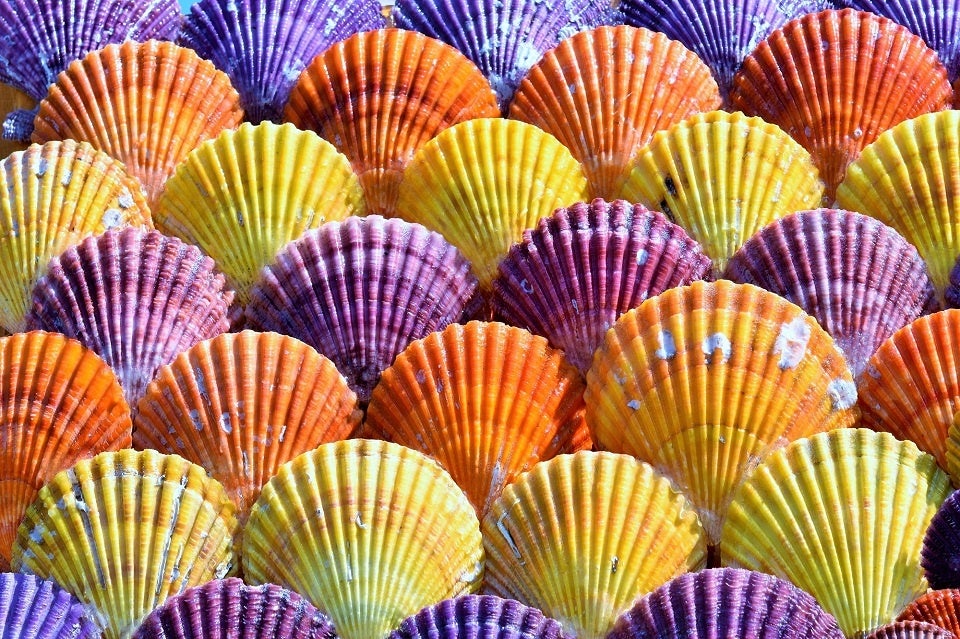 緋扇貝イメージ