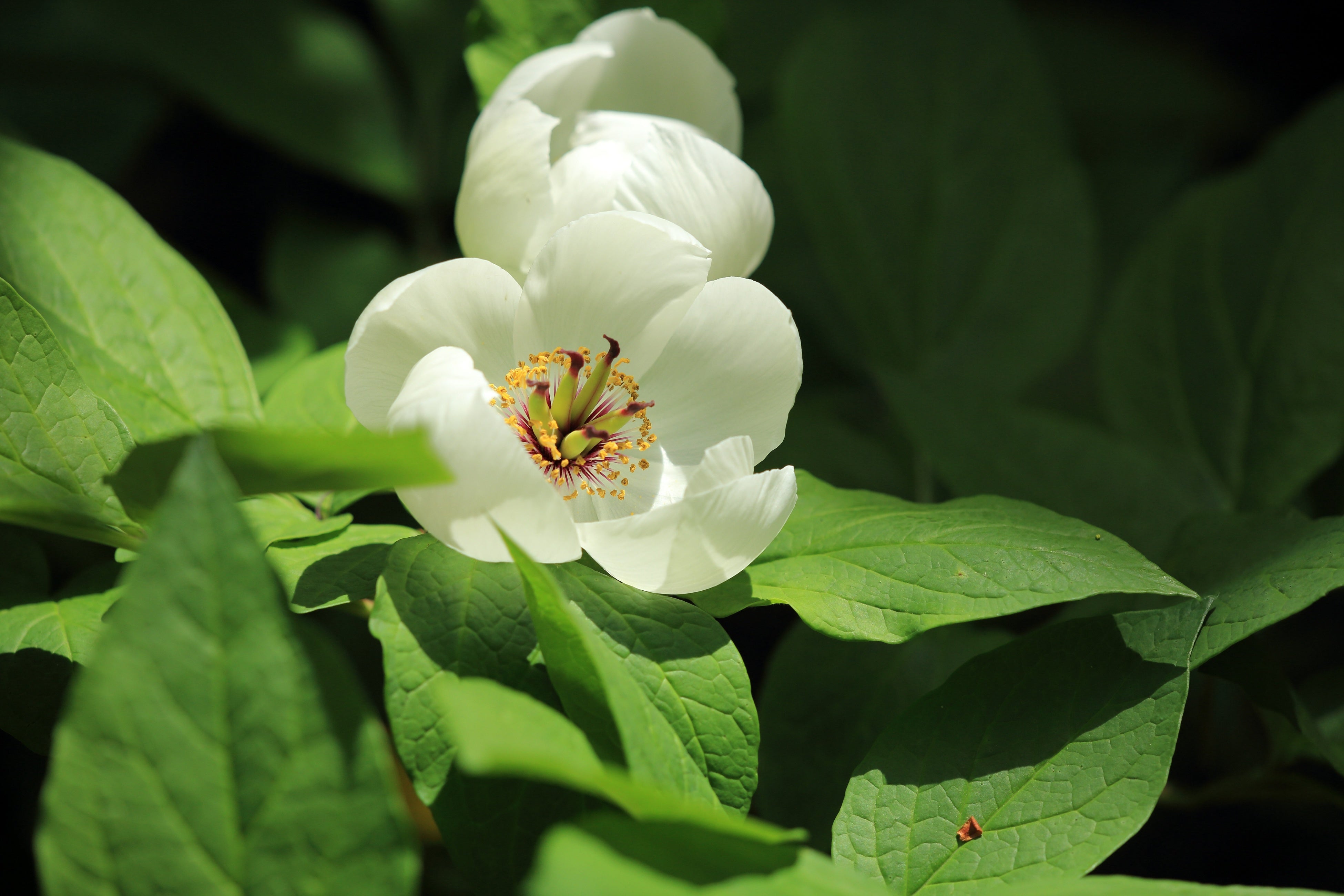 一日花のヤマシャクヤク