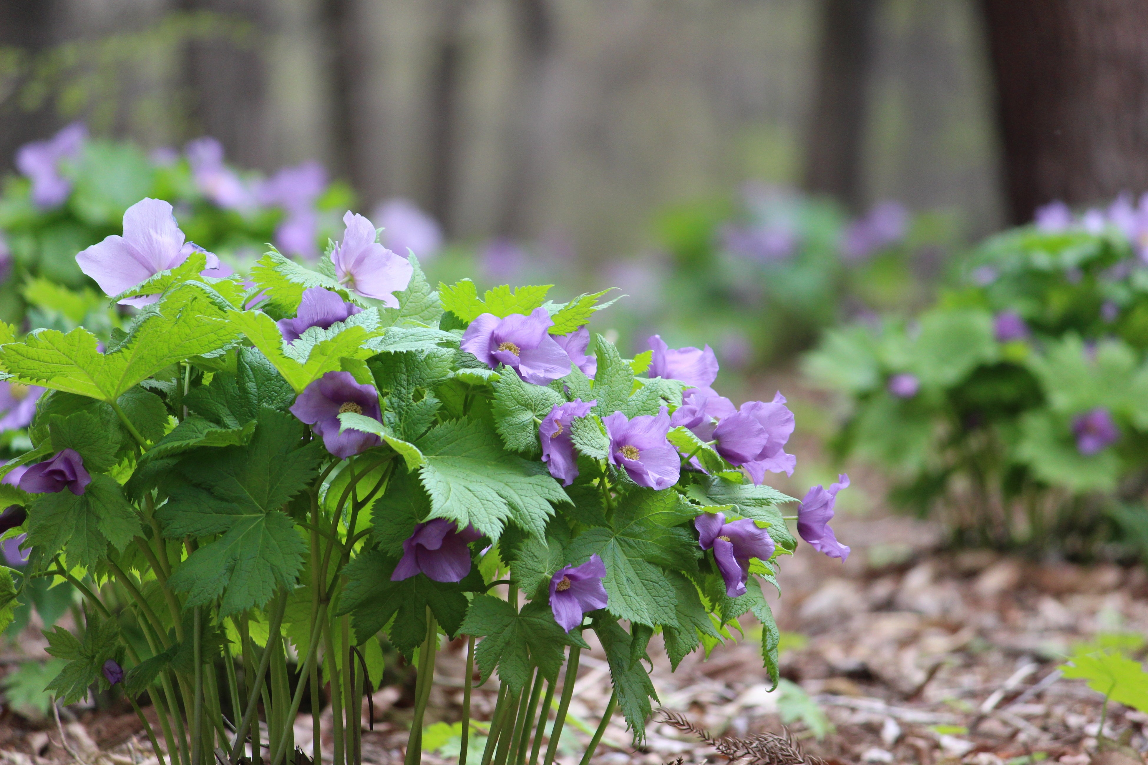 気品あふれるシラネオアオイ