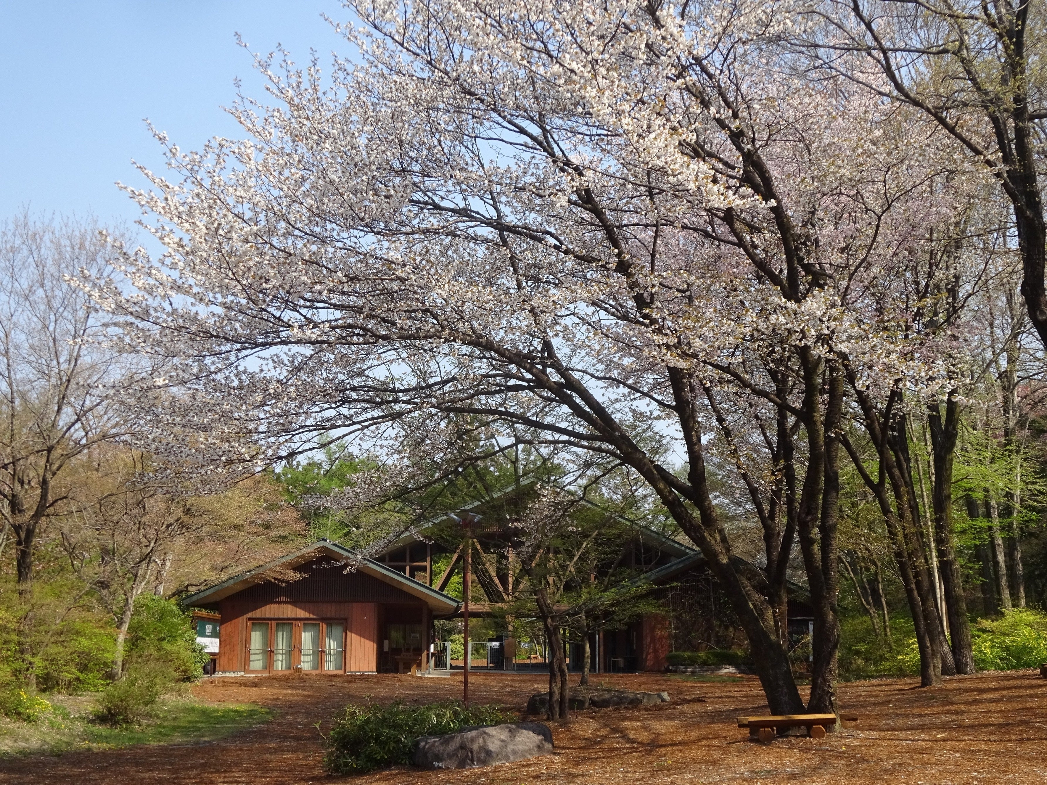 エントランス前のヤマザクラ