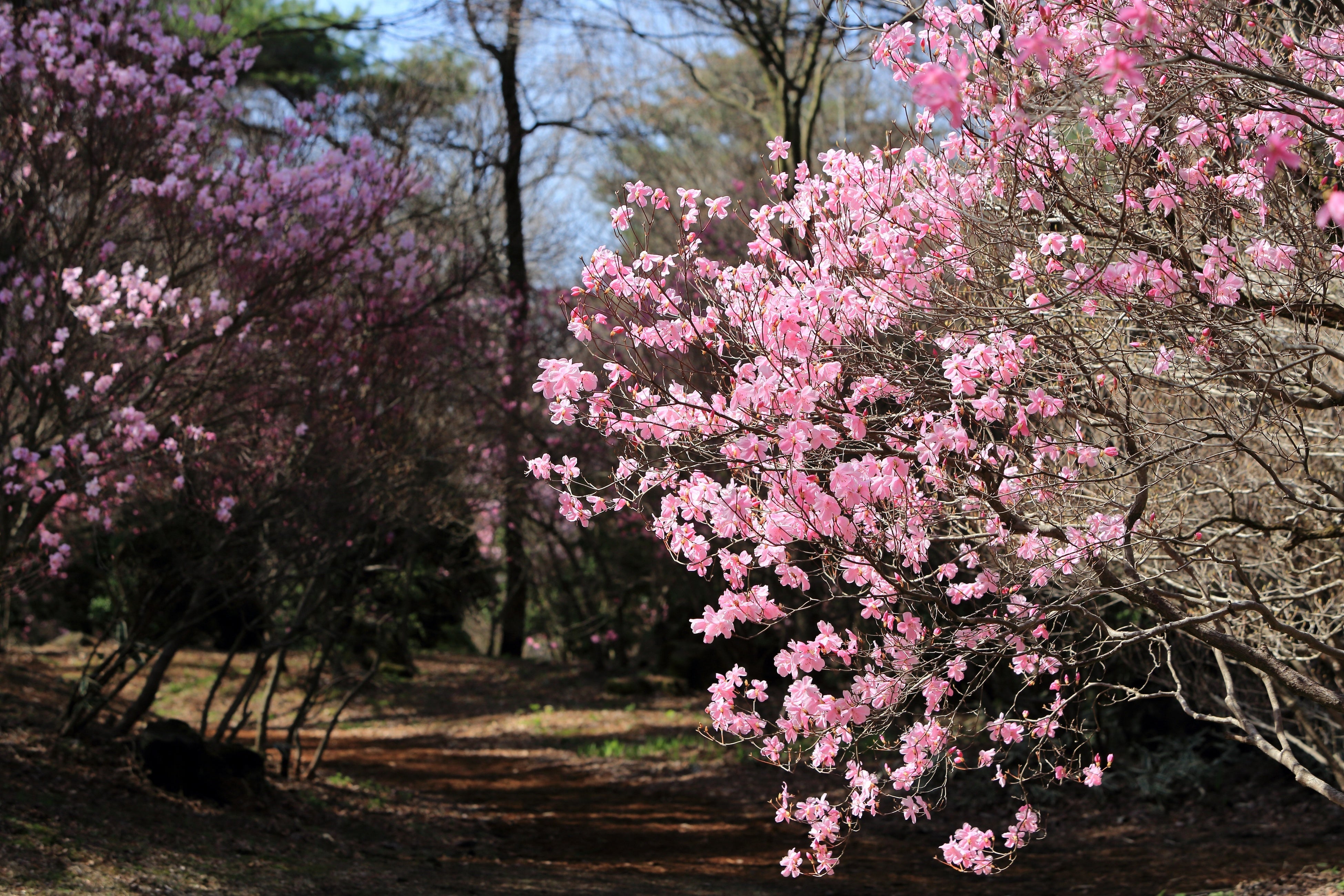 アカヤシオの花のトンネル