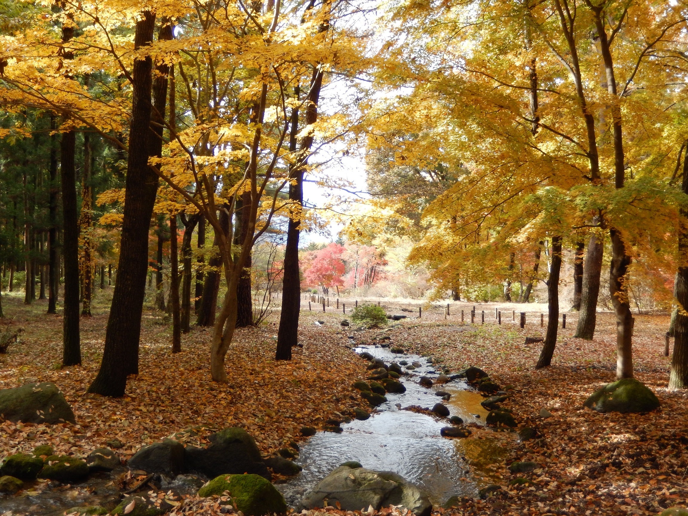 秋：色とりどりの紅葉