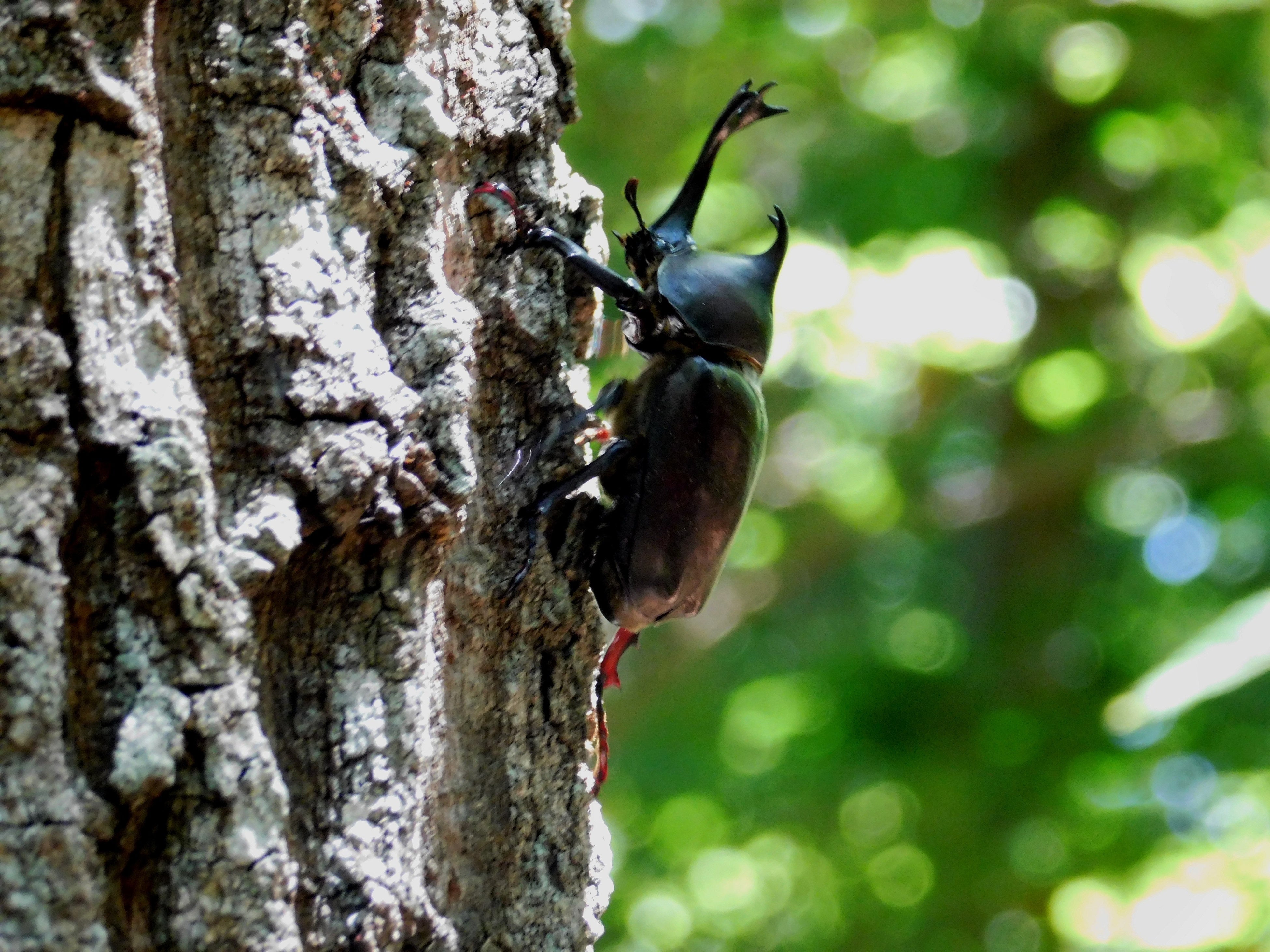 夏に出会えるカブトムシ　カブトムシ・クワガタ展８月９日（水）～８月１４日（月）開催