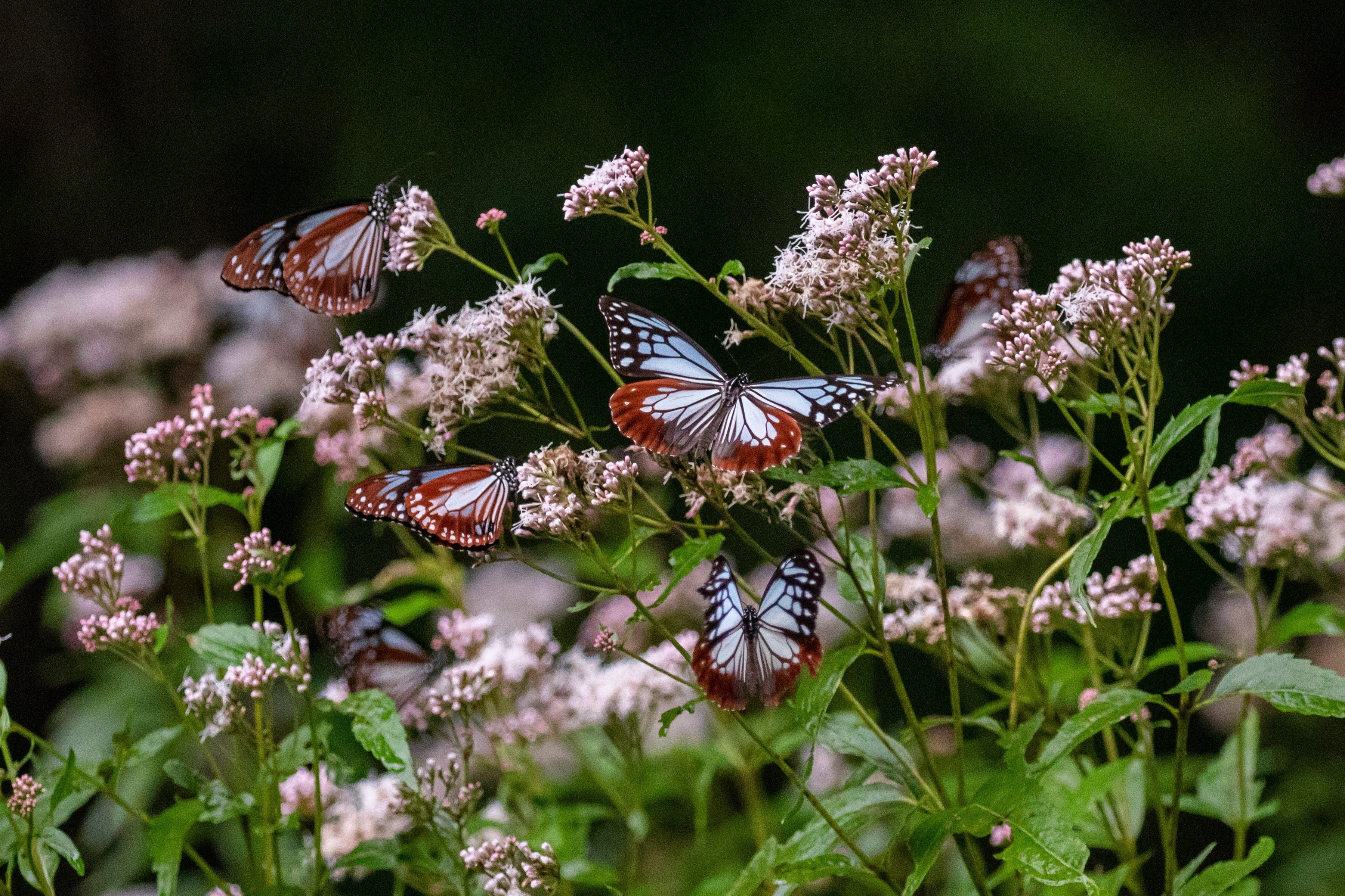9月中旬頃　フジバカマとアサギマダラ