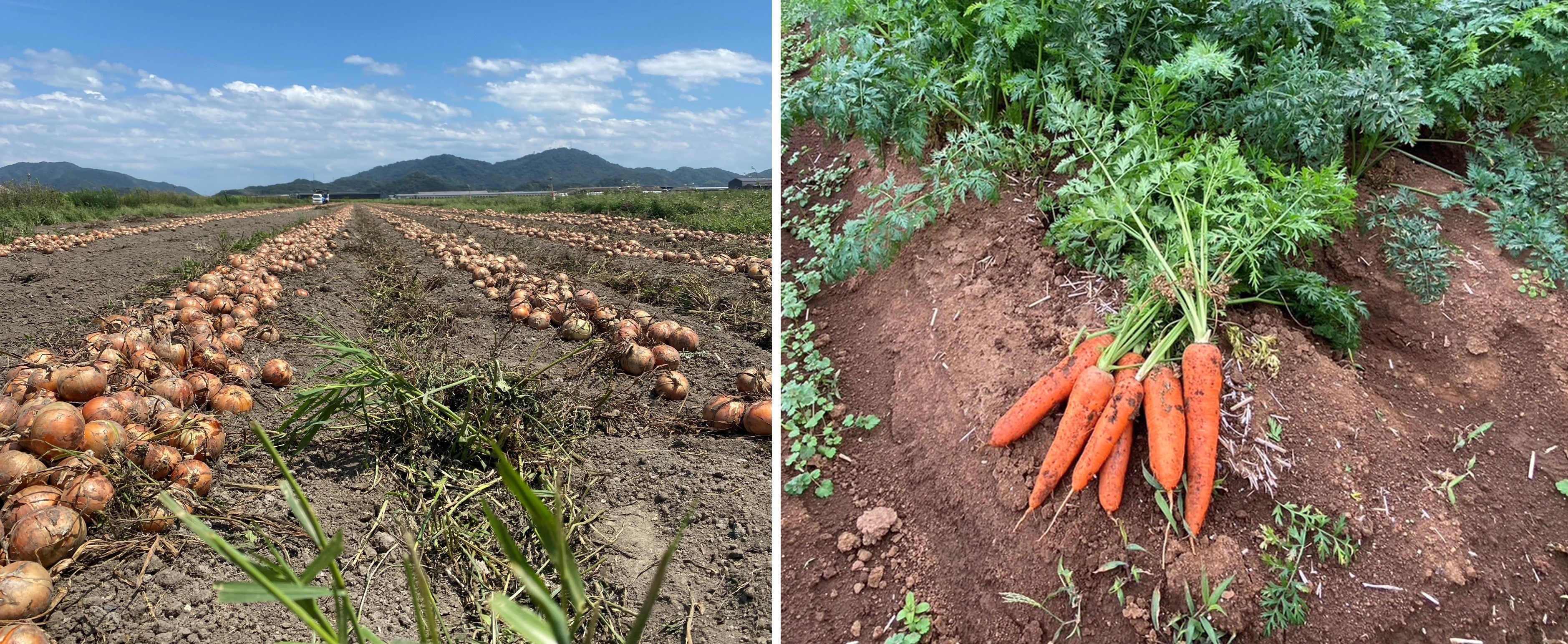 国産たまねぎと国産にんじん