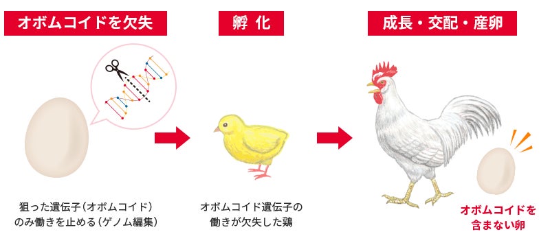 図2 オボムコイドを含まない鶏卵の作出方法