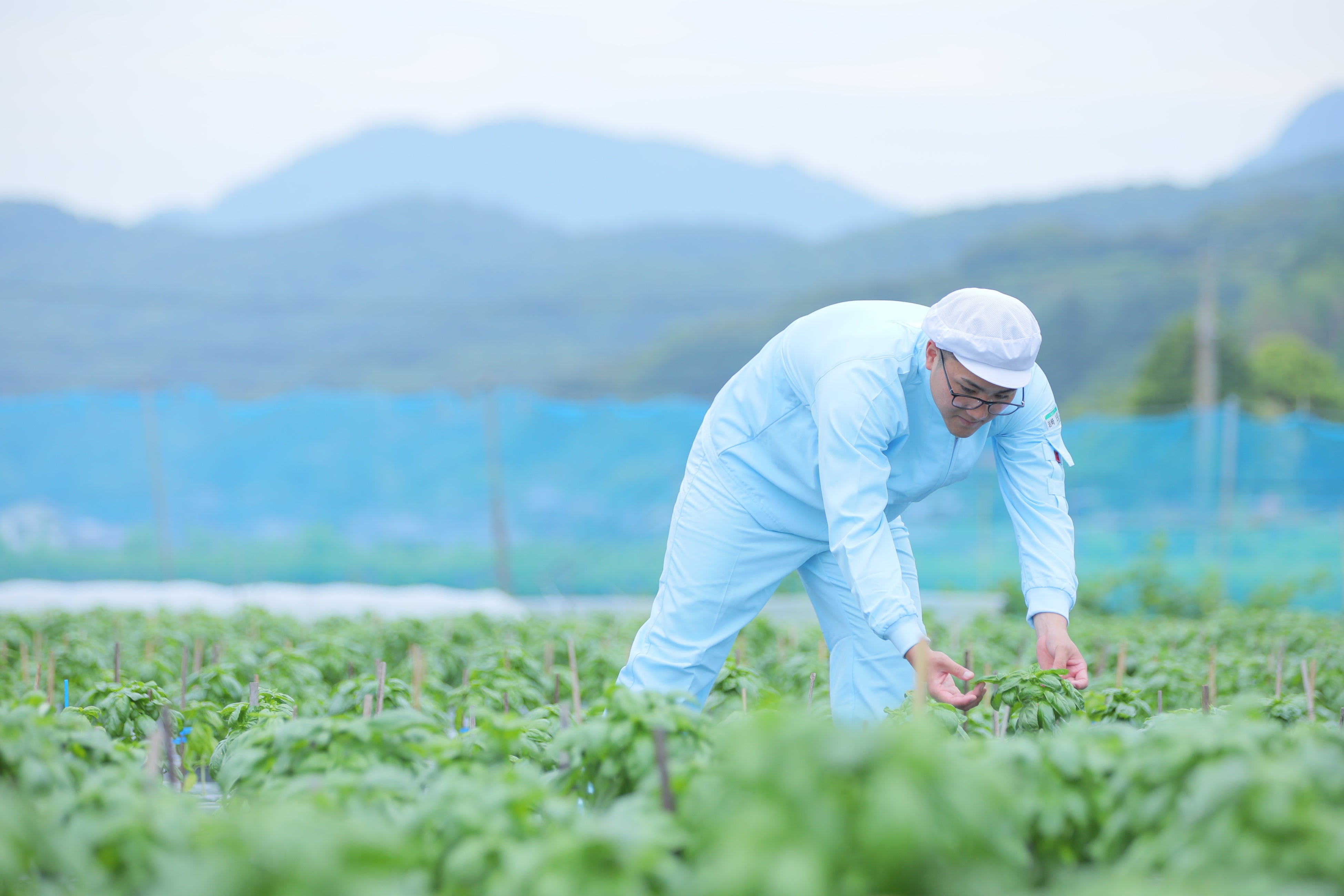 6月半ば、国見町の露地栽培のバジルが収穫期を迎えた