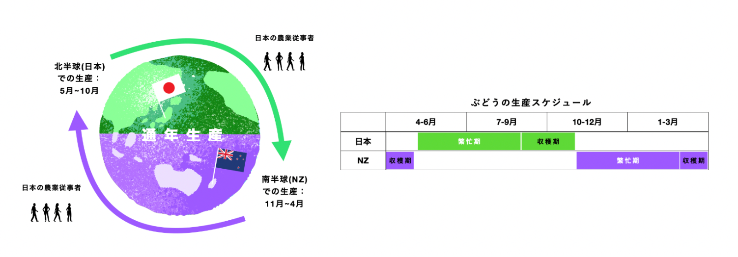 季節ギャップを利用した農業人材循環制度とぶどう生産のスケジュール