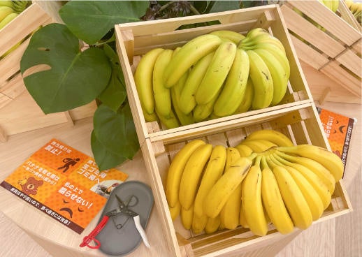 専用の手袋を使い一本ずつ切って持っていくのがルール