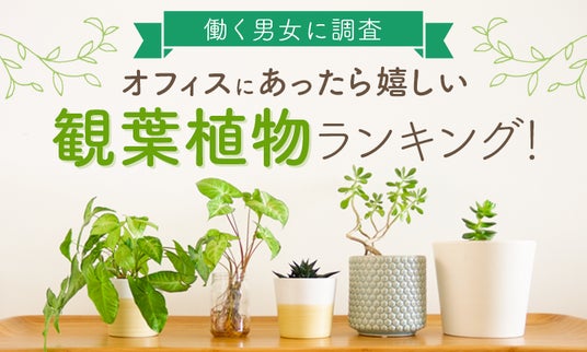オフィスに置きたい観葉植物の楽しみ方ガイド