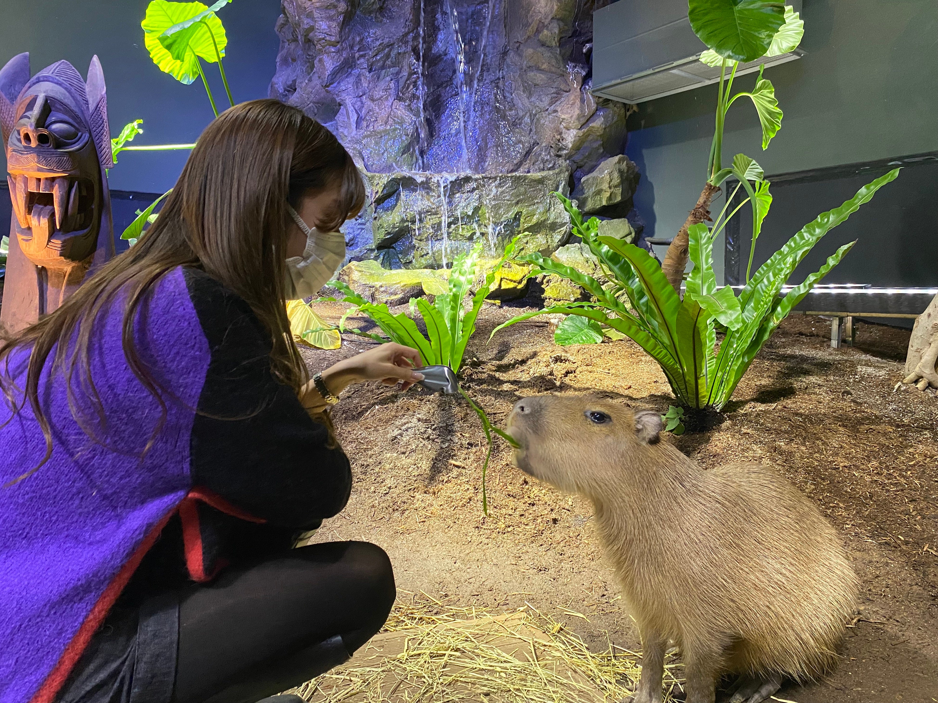 カピバラのえさやり(イメージ)