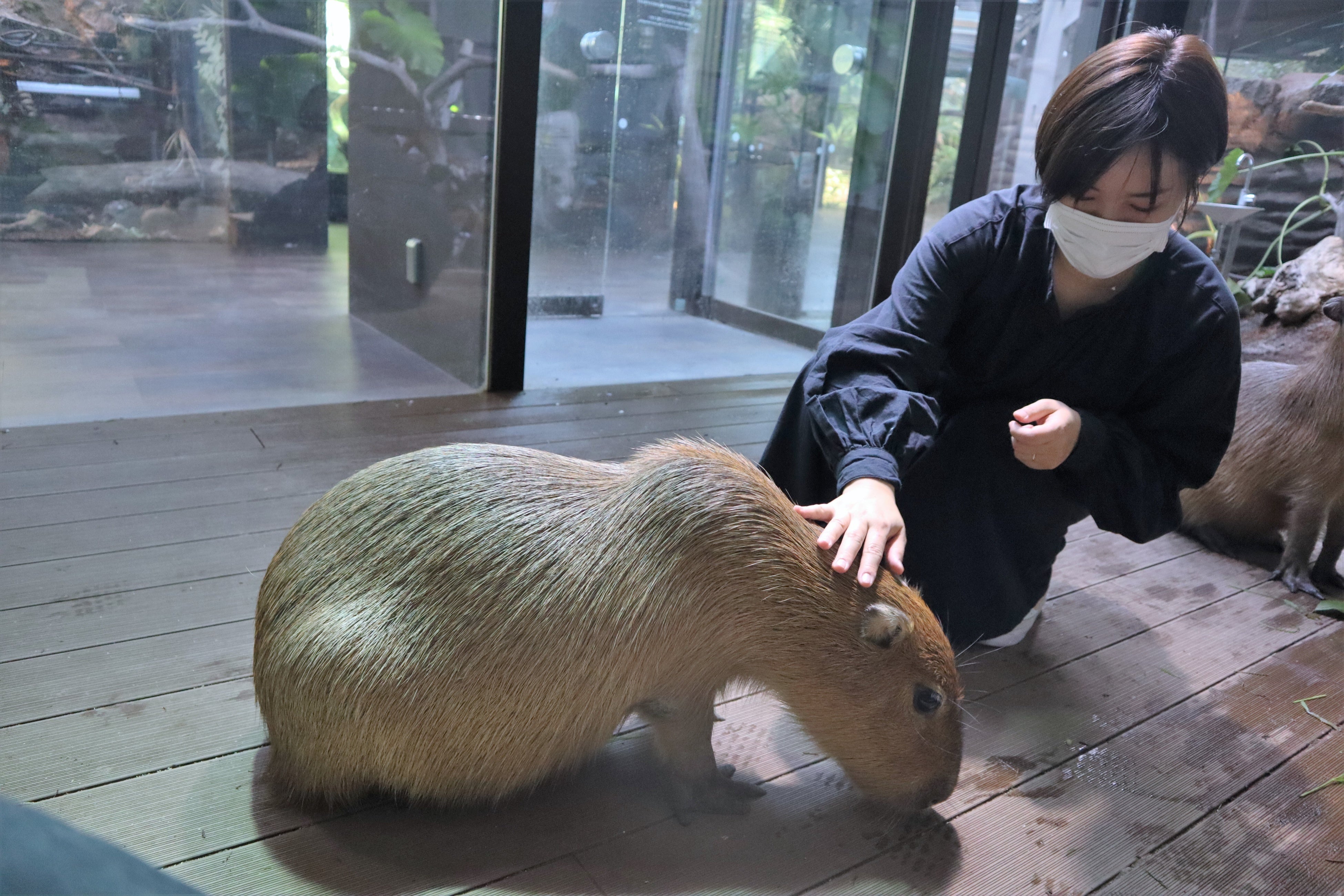 カピバラとのふれあい（イメージ）