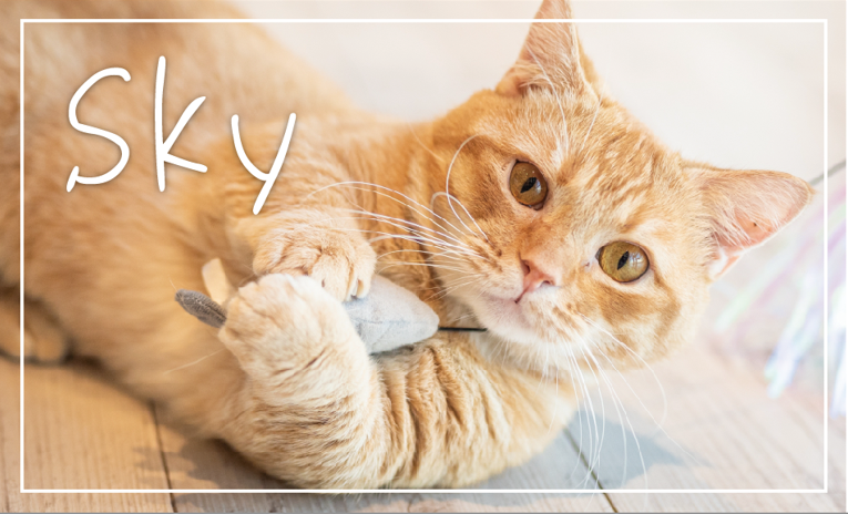 ネコ名刺イメージ