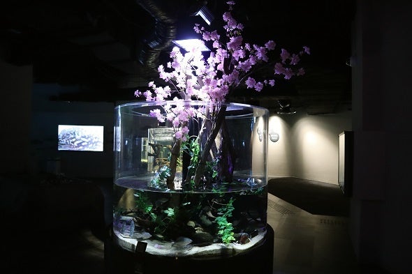 ▲ 期間限定水槽イメージ