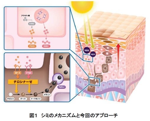 皮膚の抗老化最前線 肌の老化を拡げる「老化連鎖miRNA」を発見 | 株式会社コーセーの