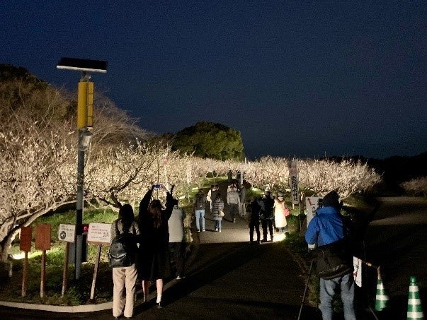 ▲昨年の梅林ライトアップ