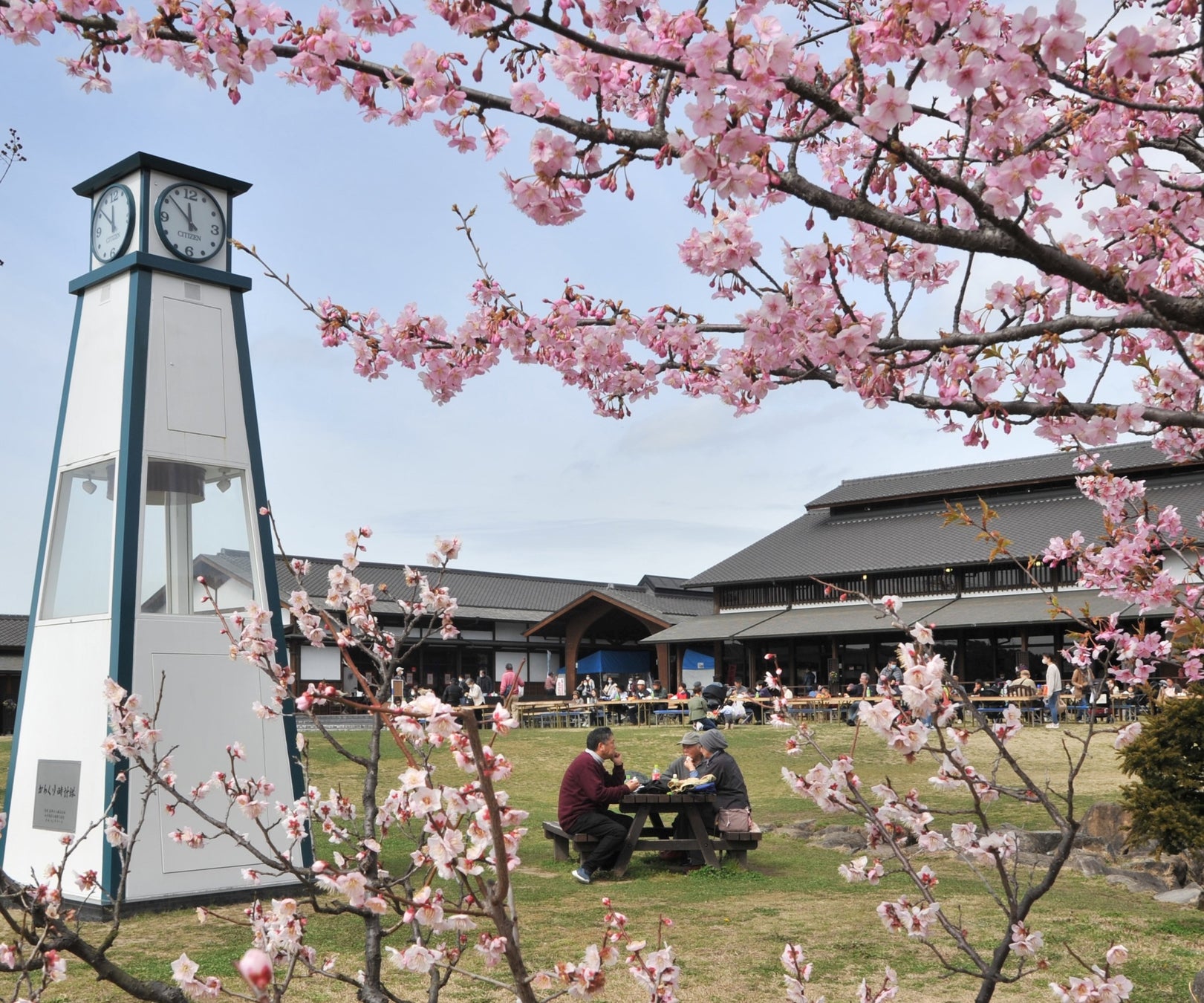 ▲梅まつり会場の様子