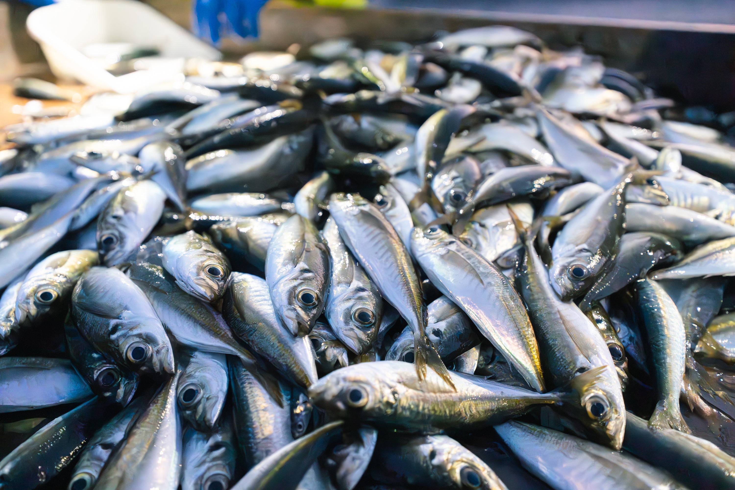 地元の食材を中心とした豪華BBQを予定。