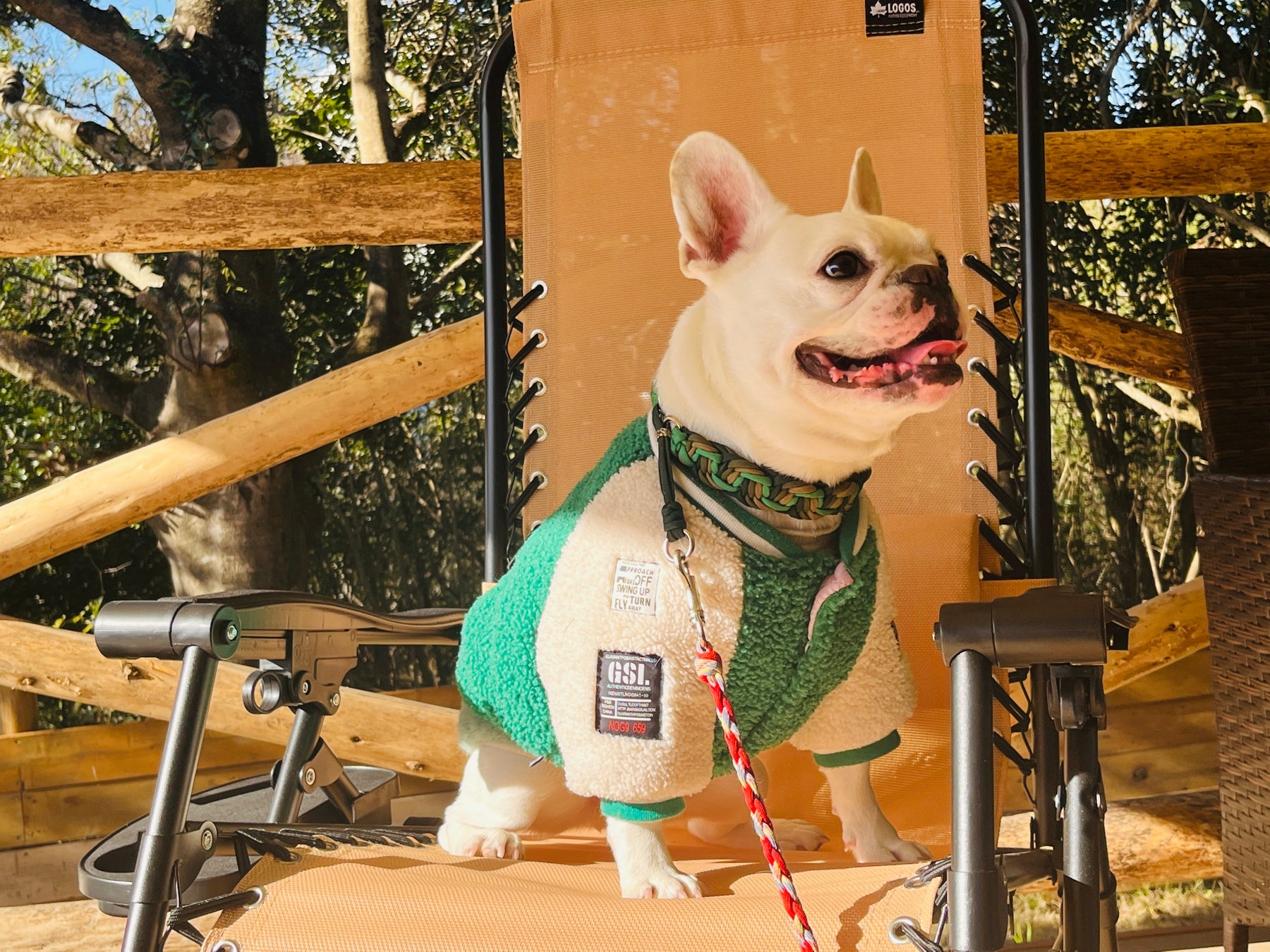 ドッググランピング用のテントで外気浴をしている犬