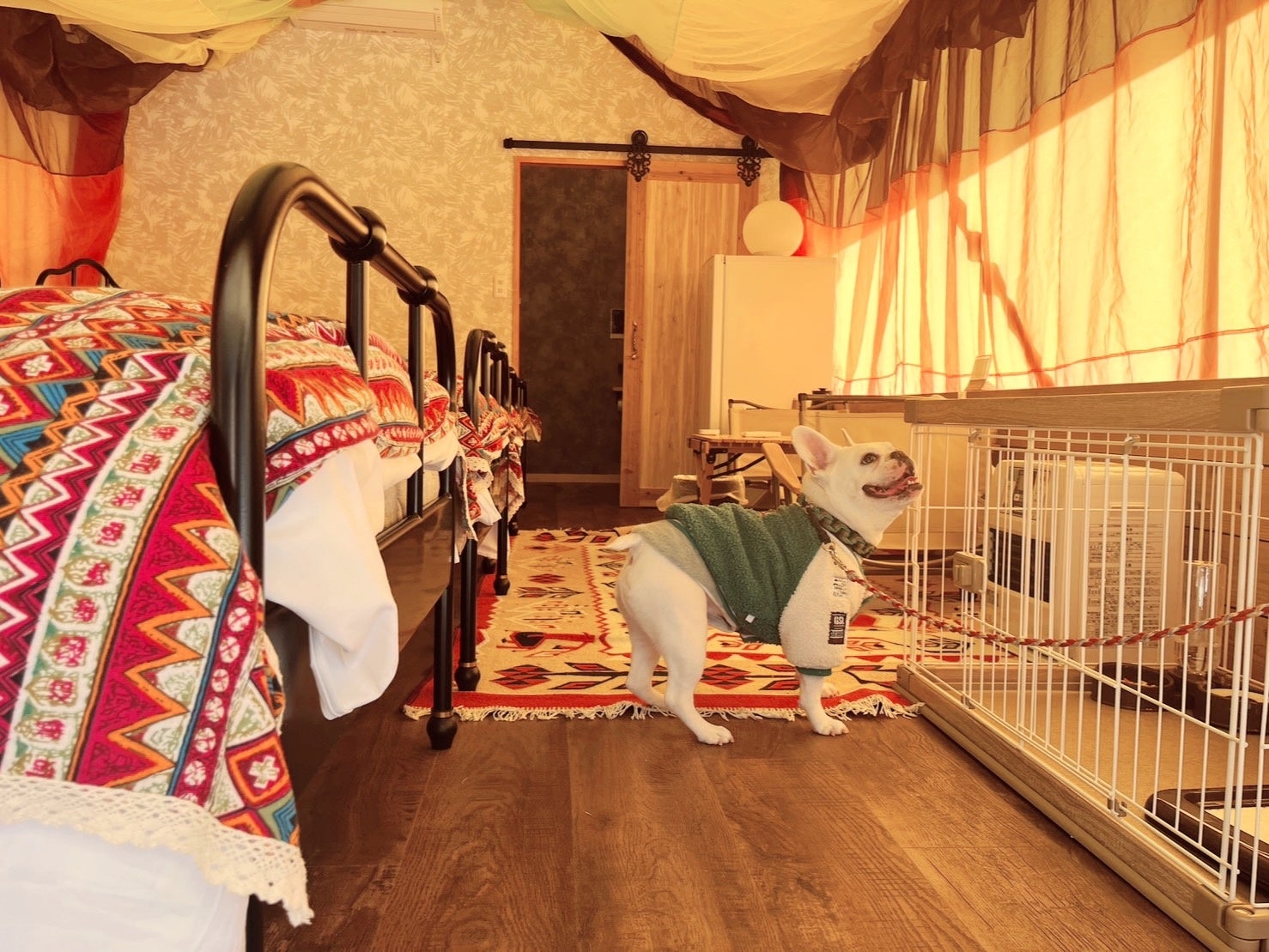 普段とは違う空間に大はしゃぎの犬