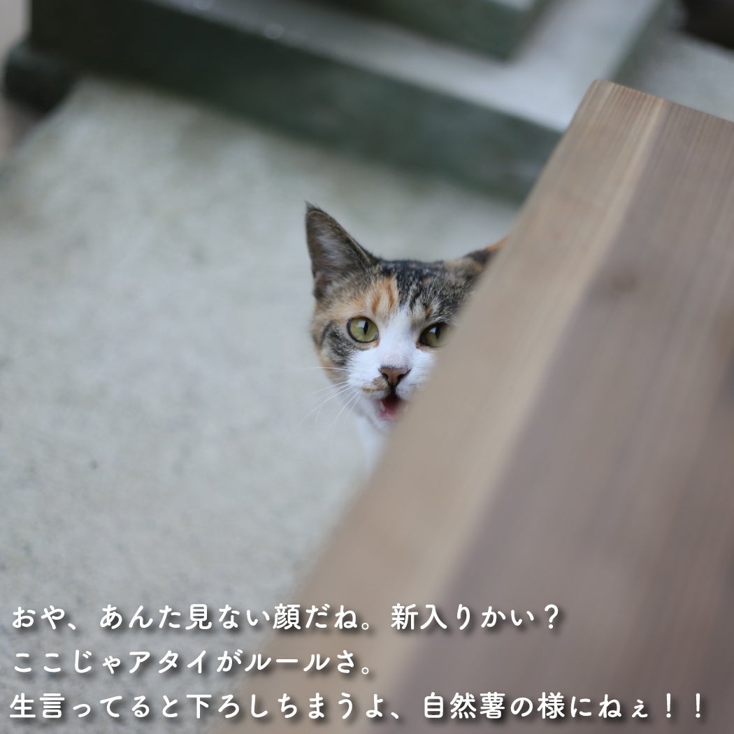 鍛埜町の番人にゃあにゃあ姐さん