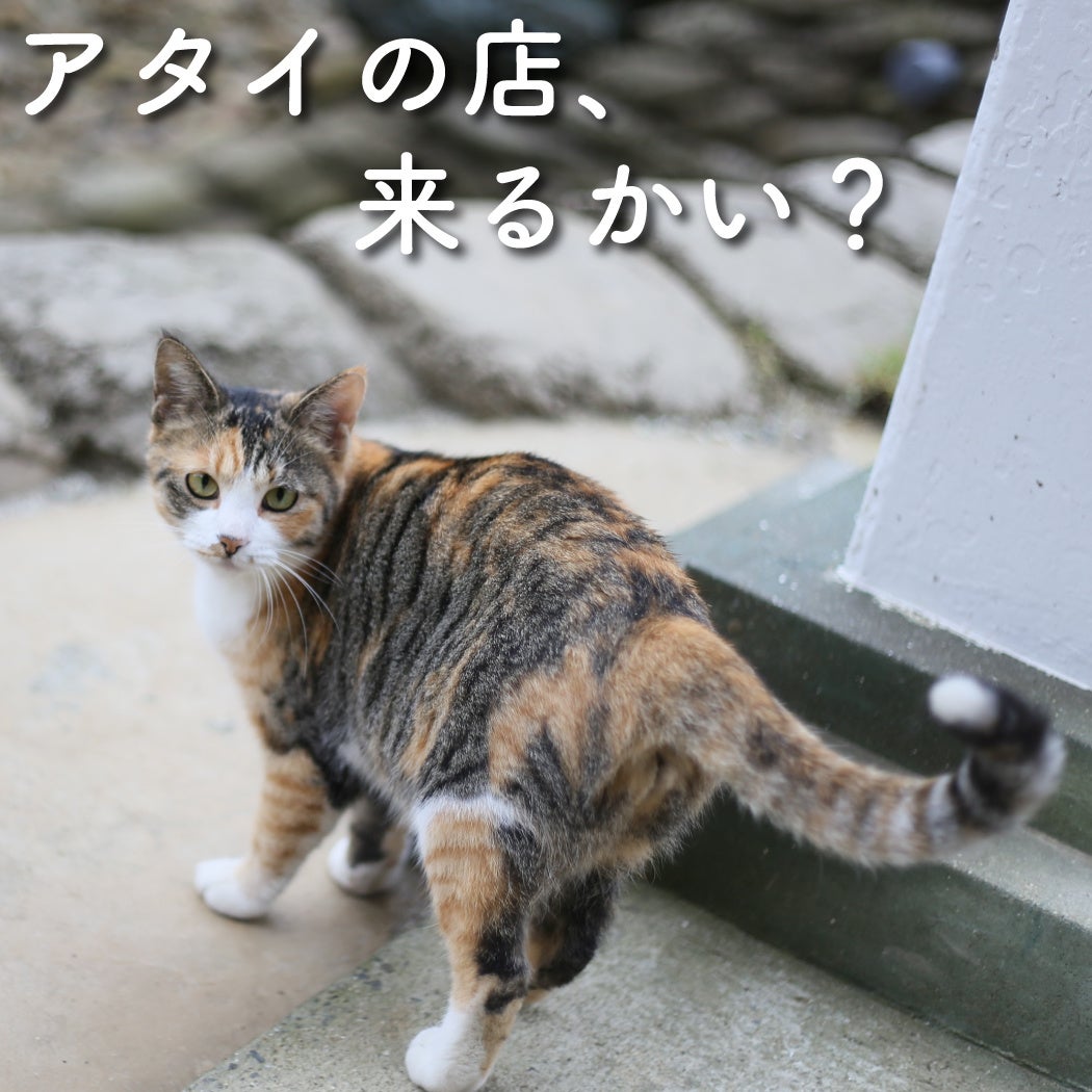 見返りにゃあにゃあ