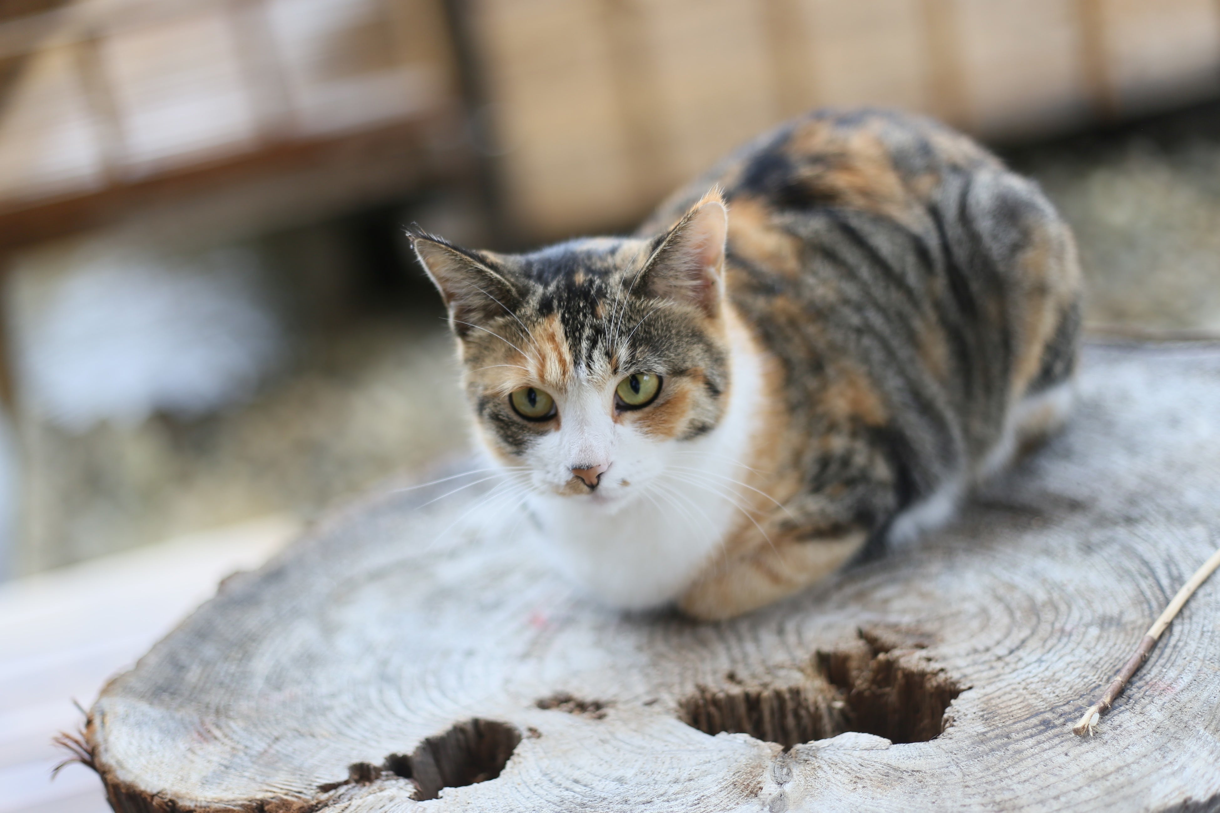 ウッドデザインパークの大先輩。看板女将の「にゃーにゃー」